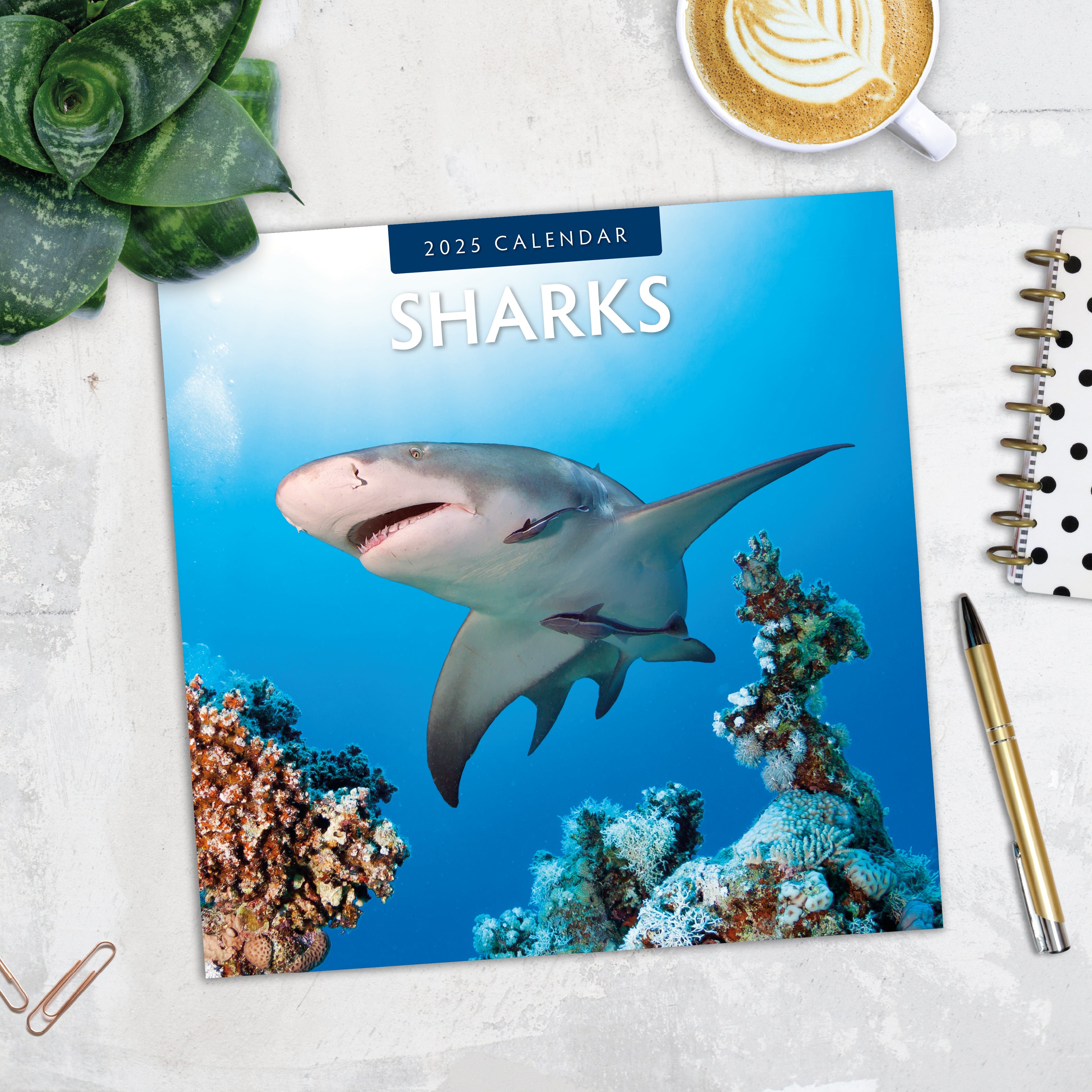 2025 Sharks - Square Wall Calendar