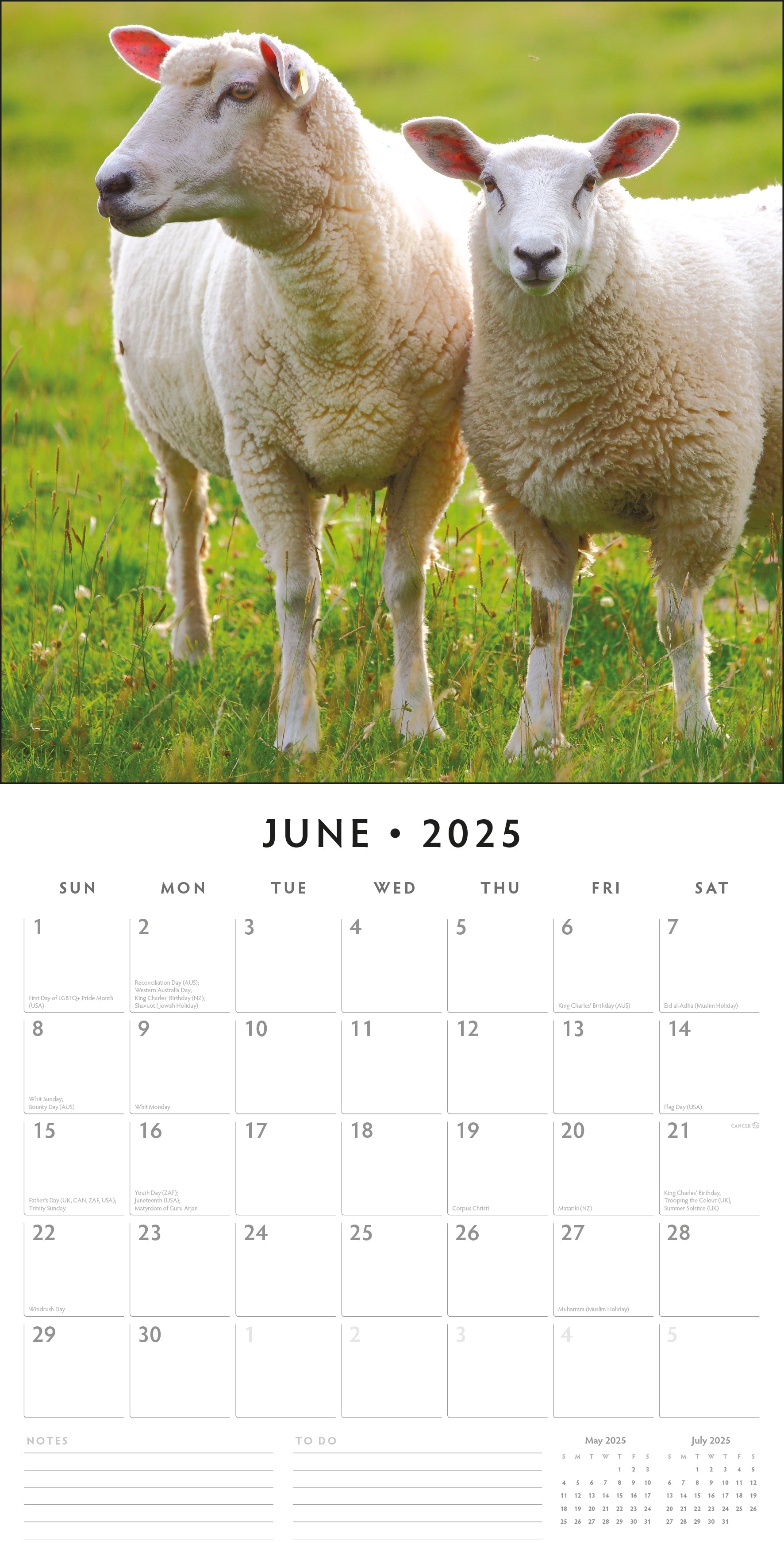 2025 Sheep - Square Wall Calendar