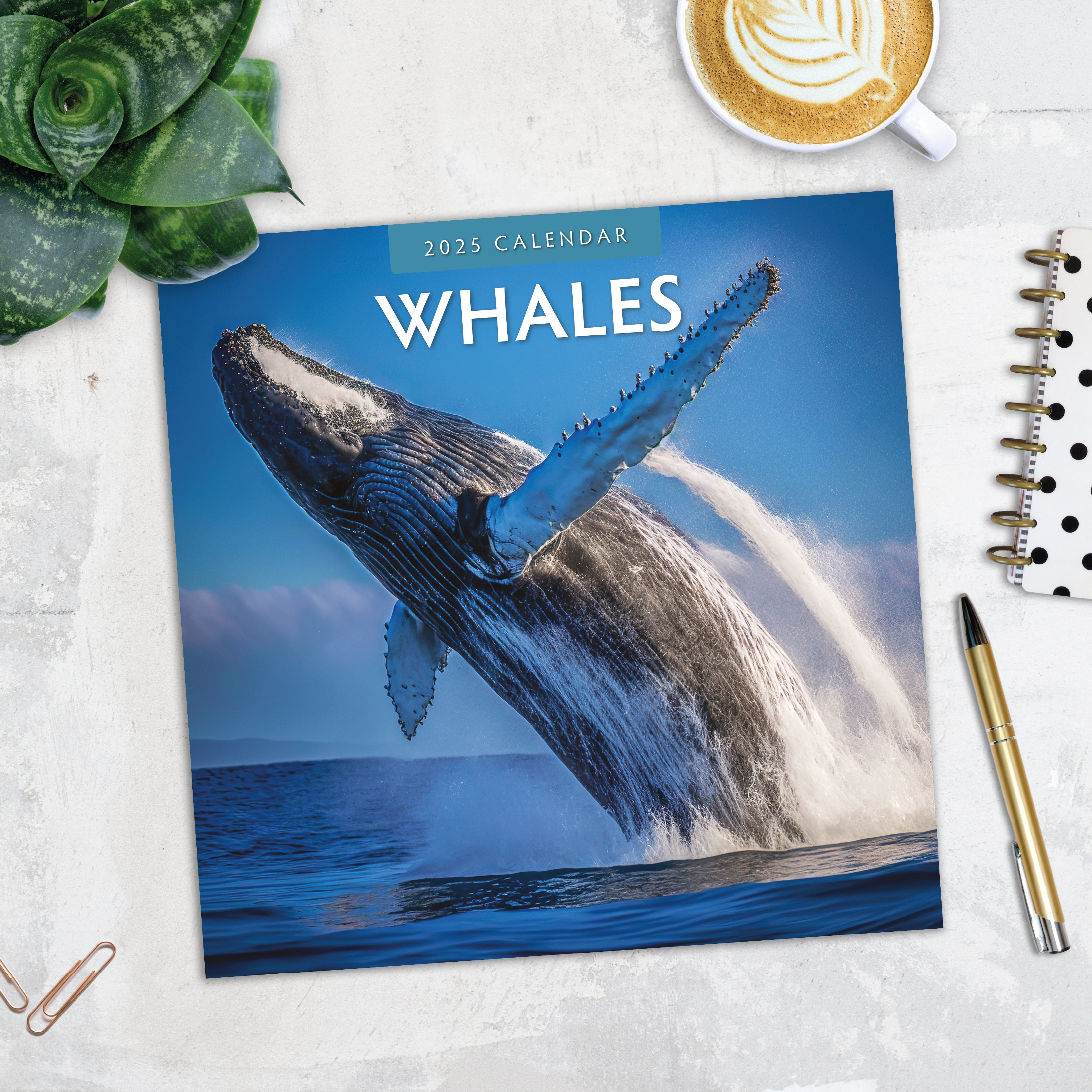 2025 Whales - Square Wall Calendar