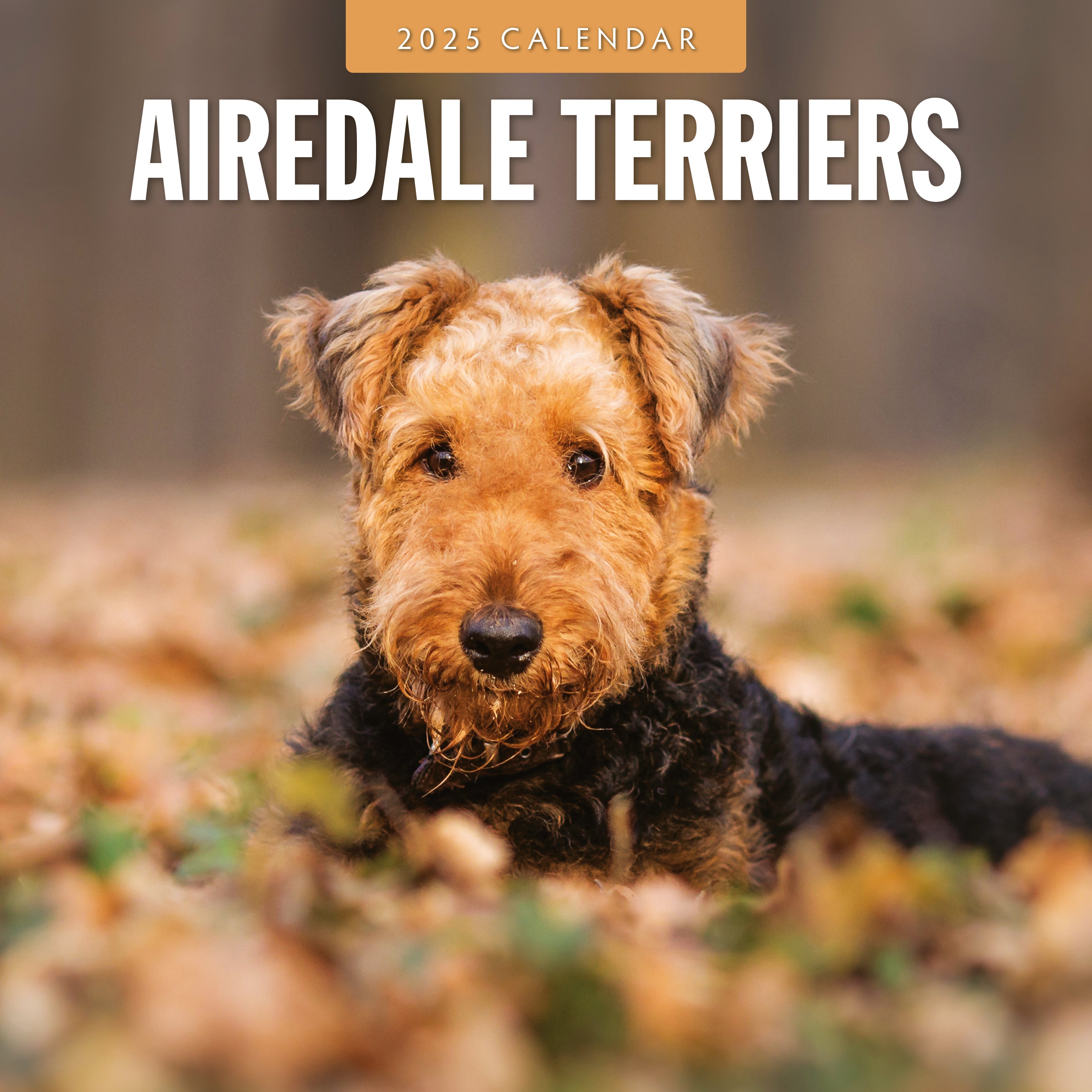 2025 Airedale Terriers - Square Wall Calendar