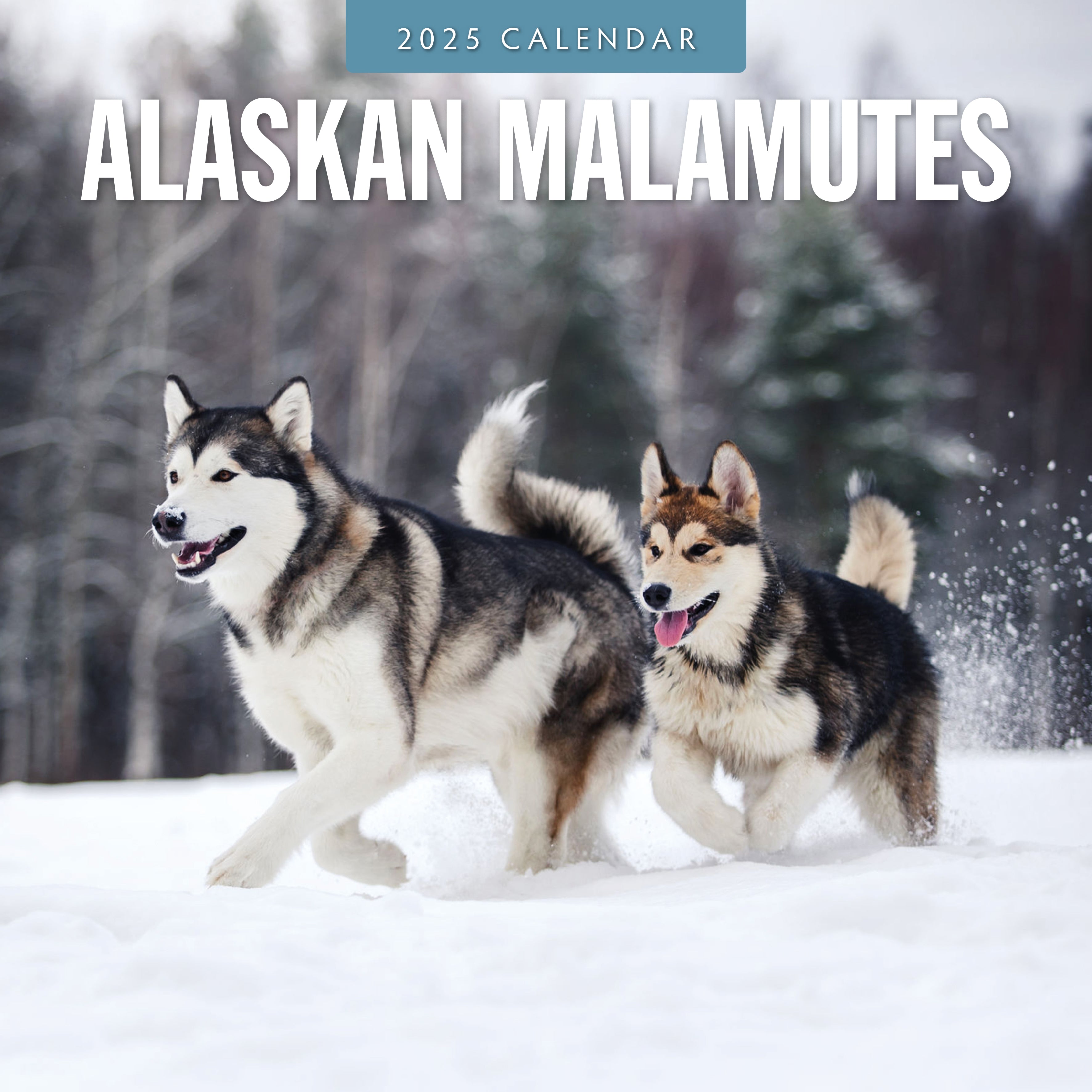 2025 Alaskan Malamutes - Square Wall Calendar