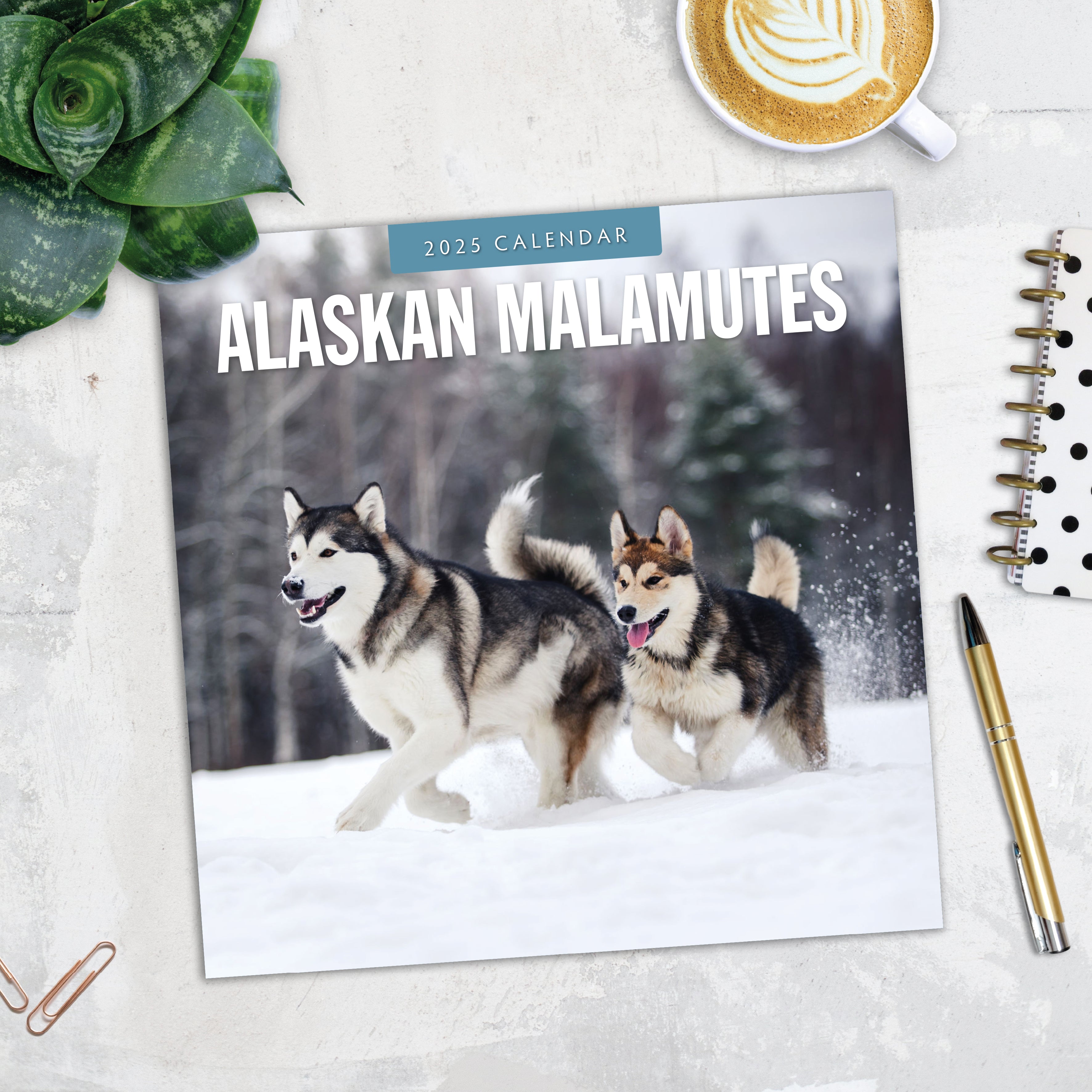 2025 Alaskan Malamutes - Square Wall Calendar