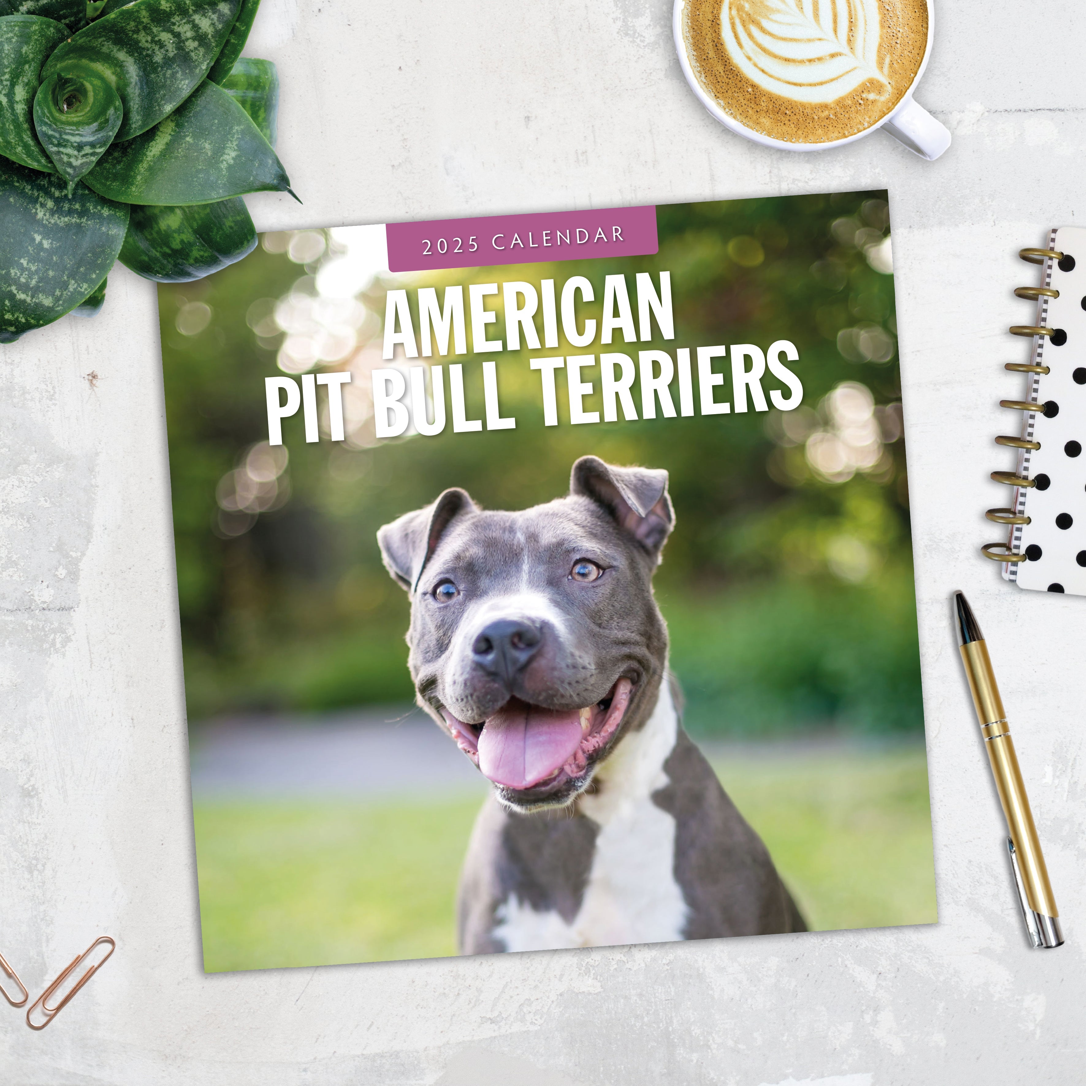 2025 American Pit Bull Terriers - Square Wall Calendar