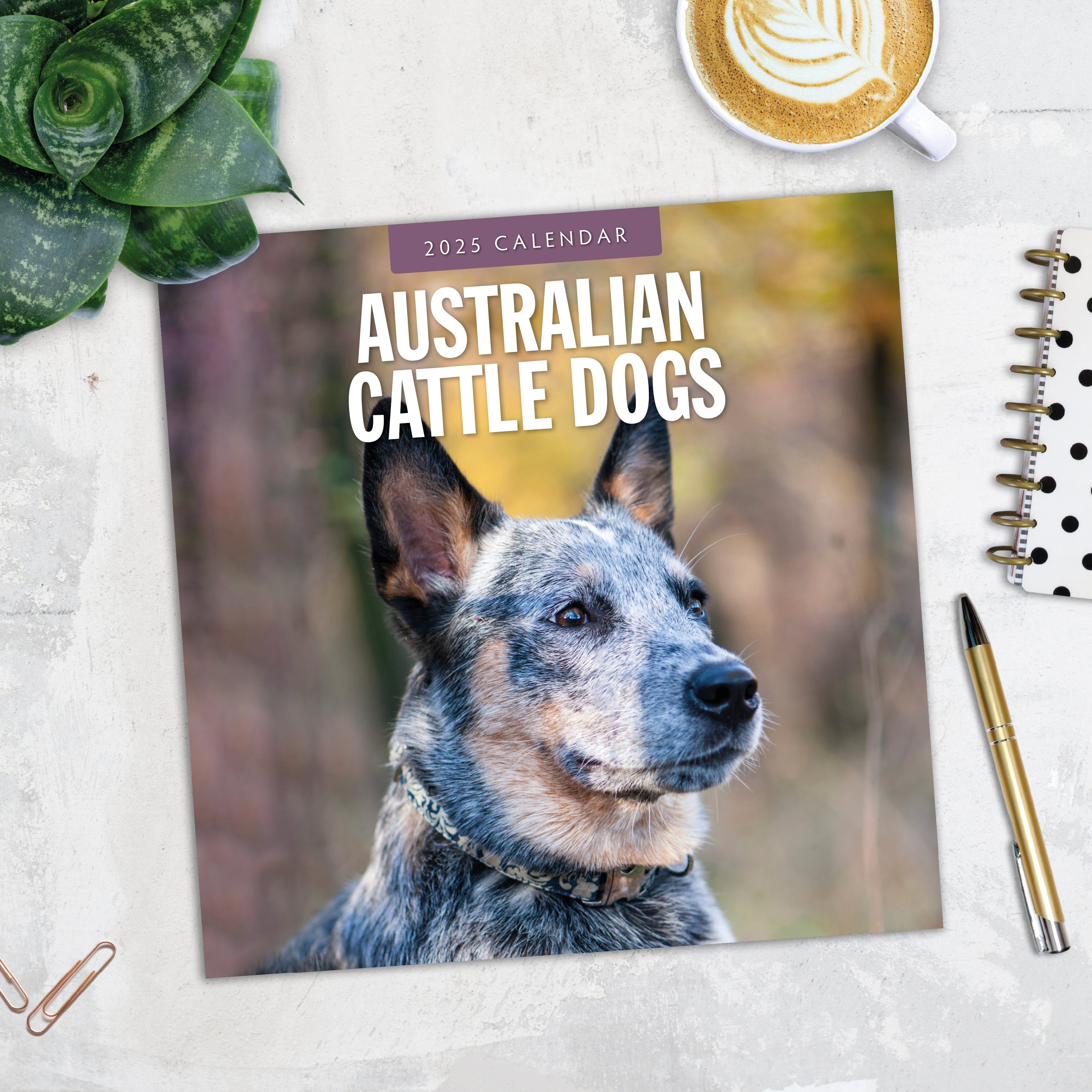 2025 Australian Cattle Dogs - Square Wall Calendar