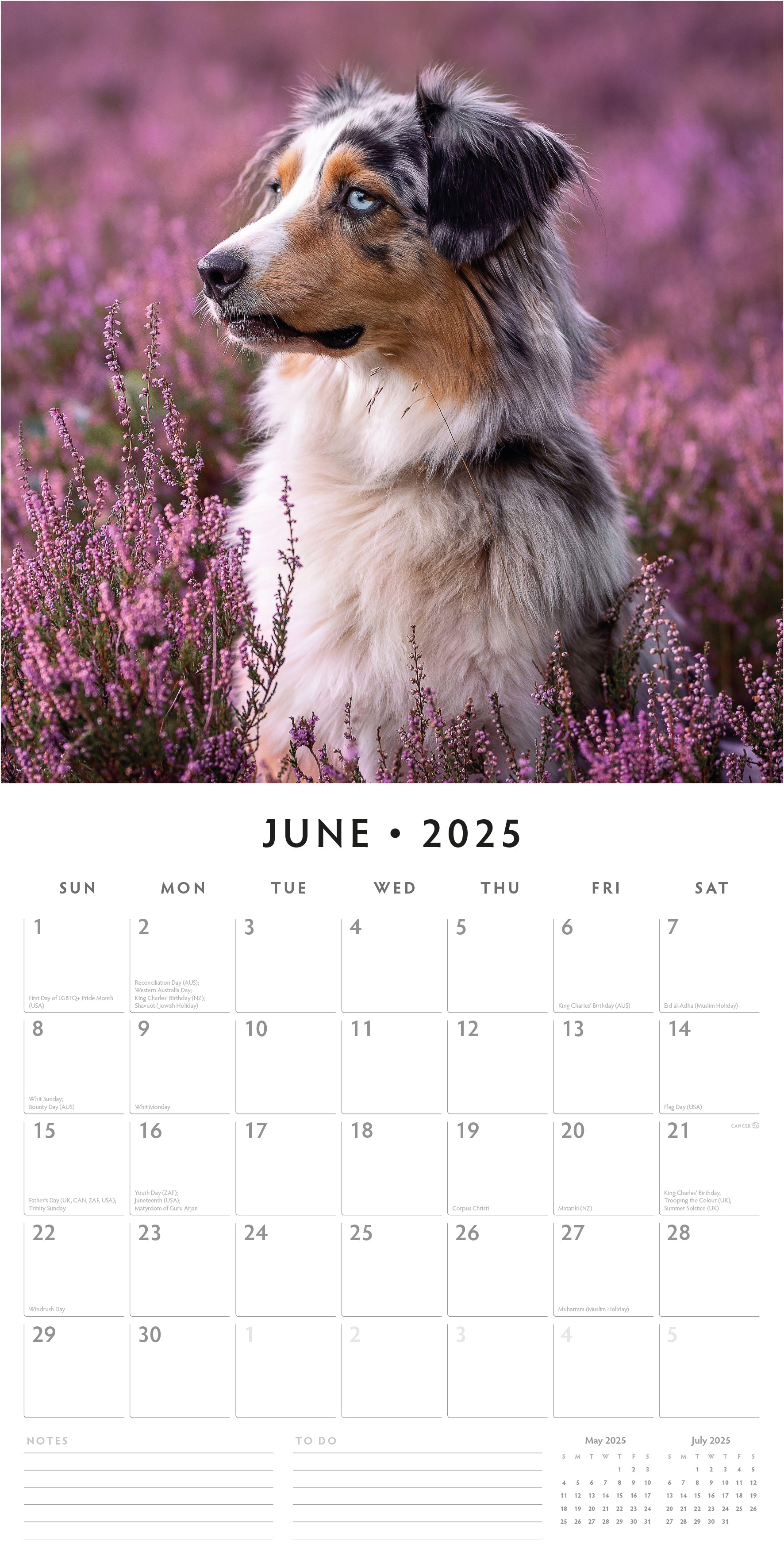 2025 Australian Shepherds - Square Wall Calendar