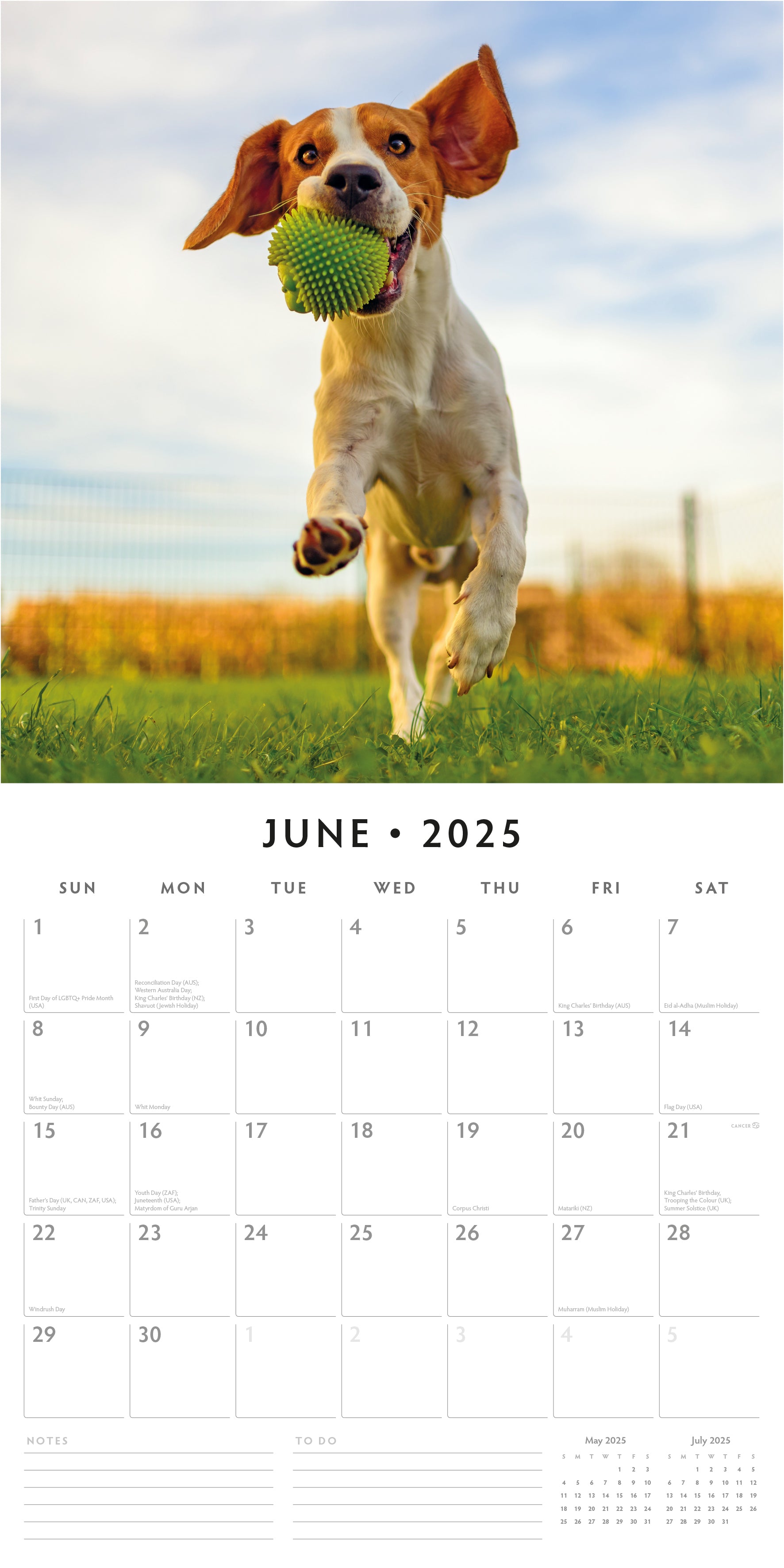 2025 Beagles - Square Wall Calendar