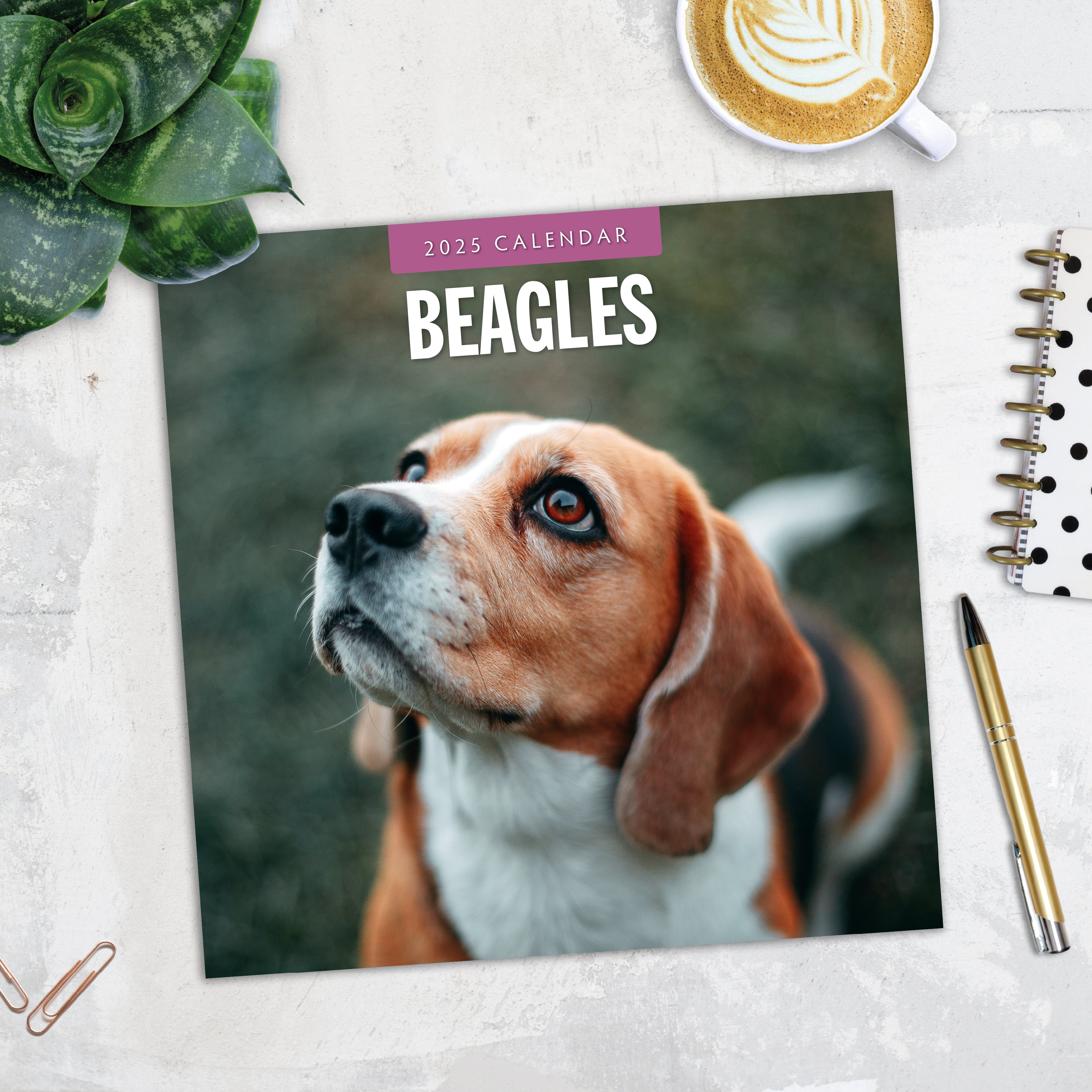 2025 Beagles - Square Wall Calendar