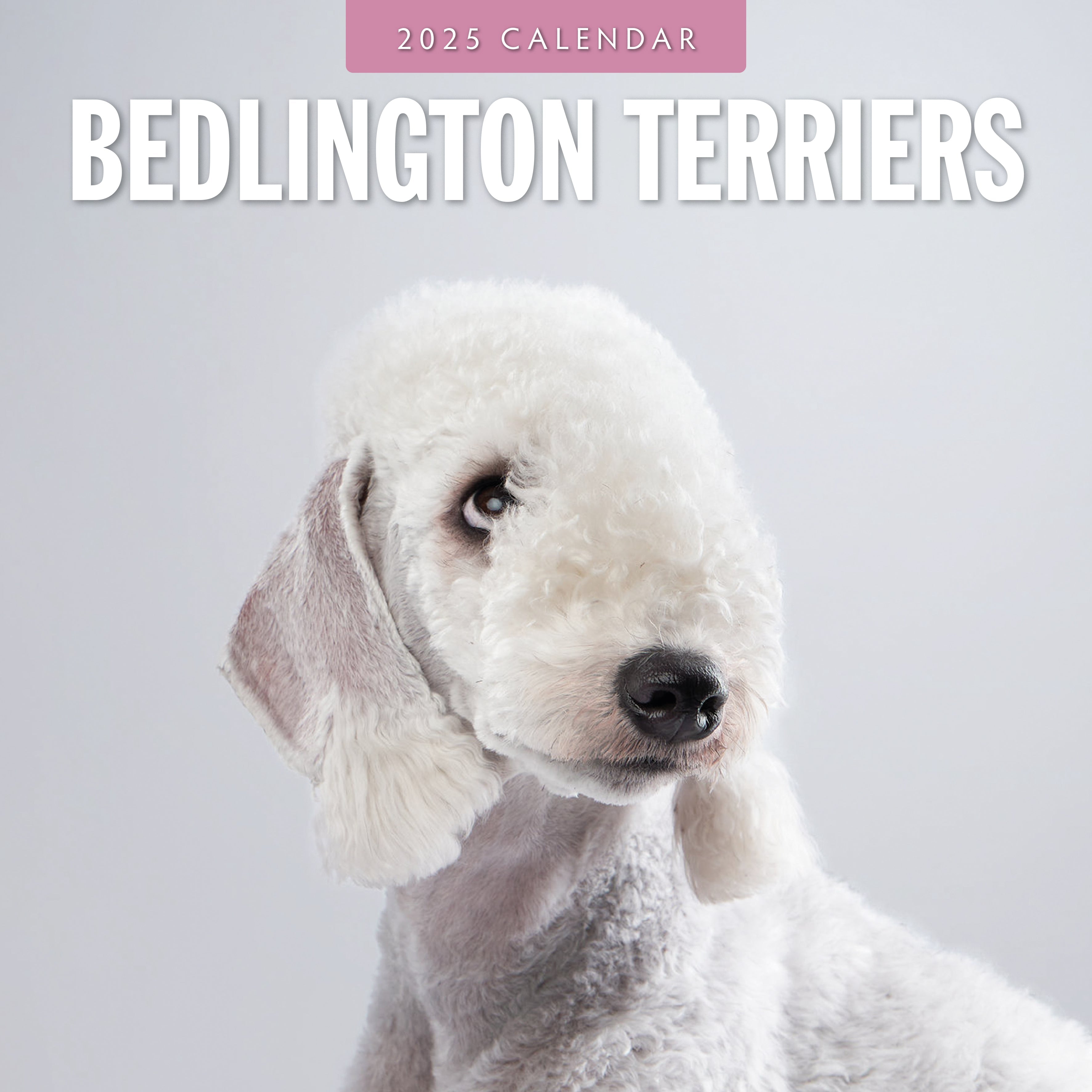 2025 Bedlington Terriers - Square Wall Calendar