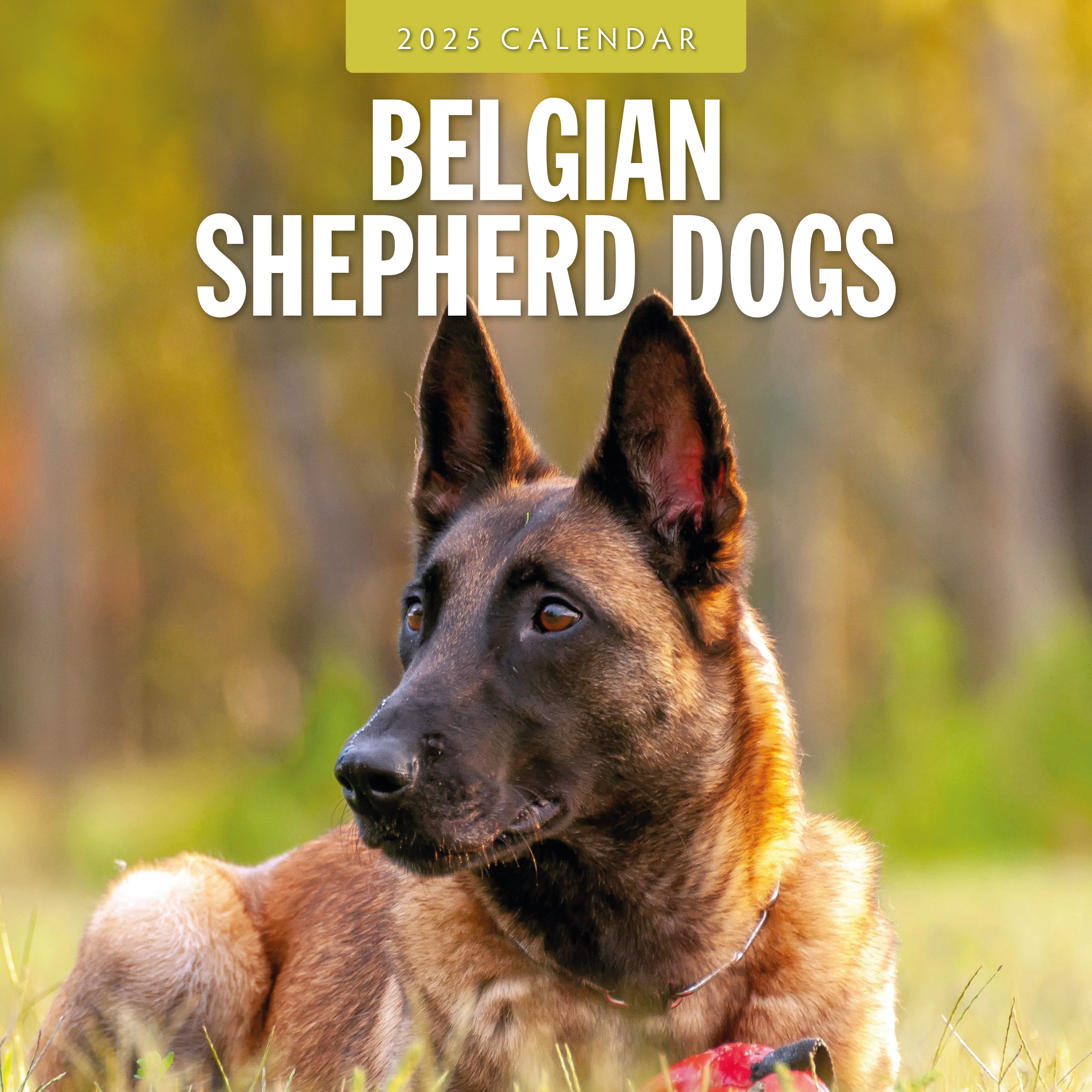 2025 Belgian Shepherd Dogs - Square Wall Calendar