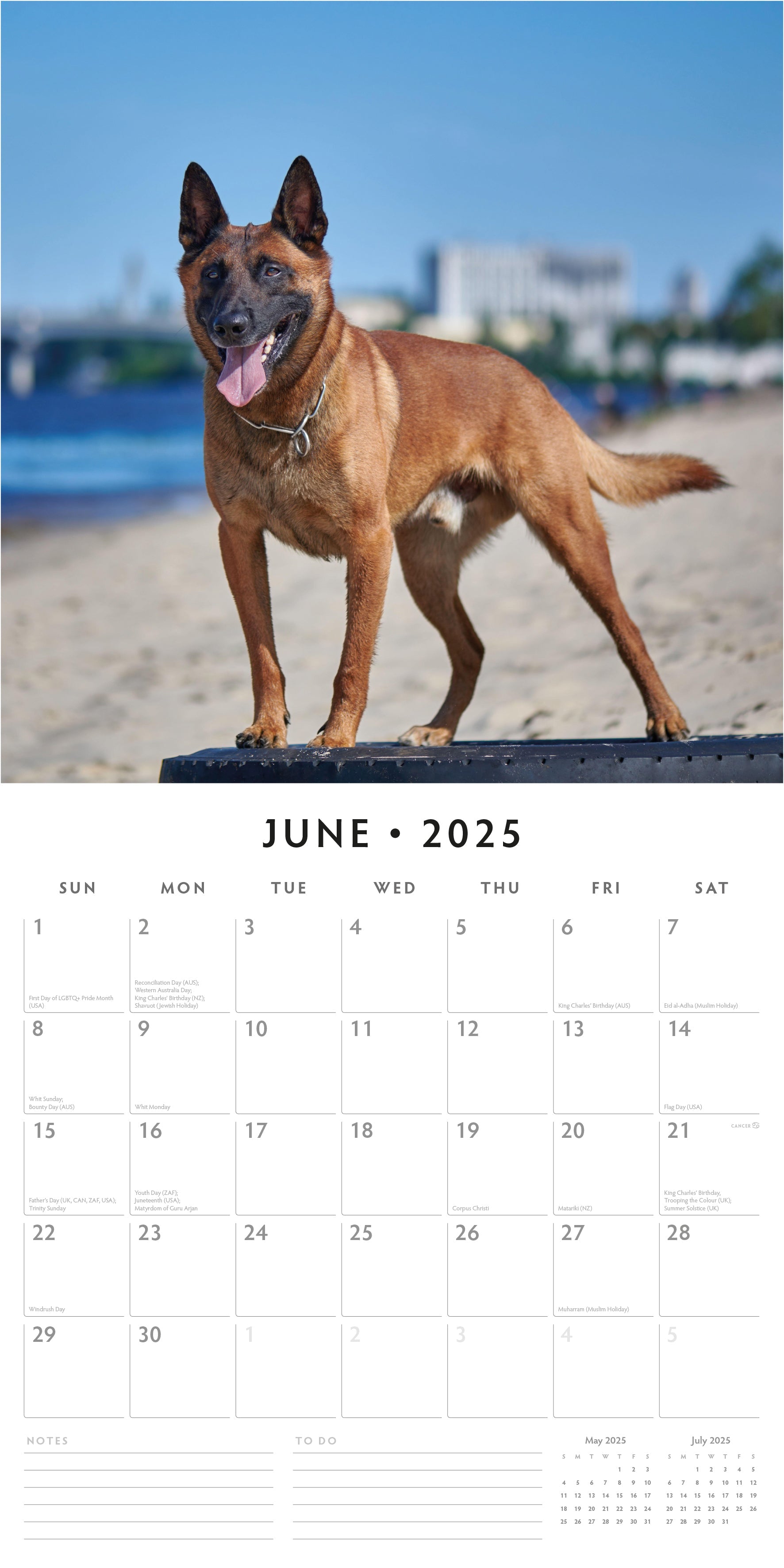 2025 Belgian Shepherd Dogs - Square Wall Calendar