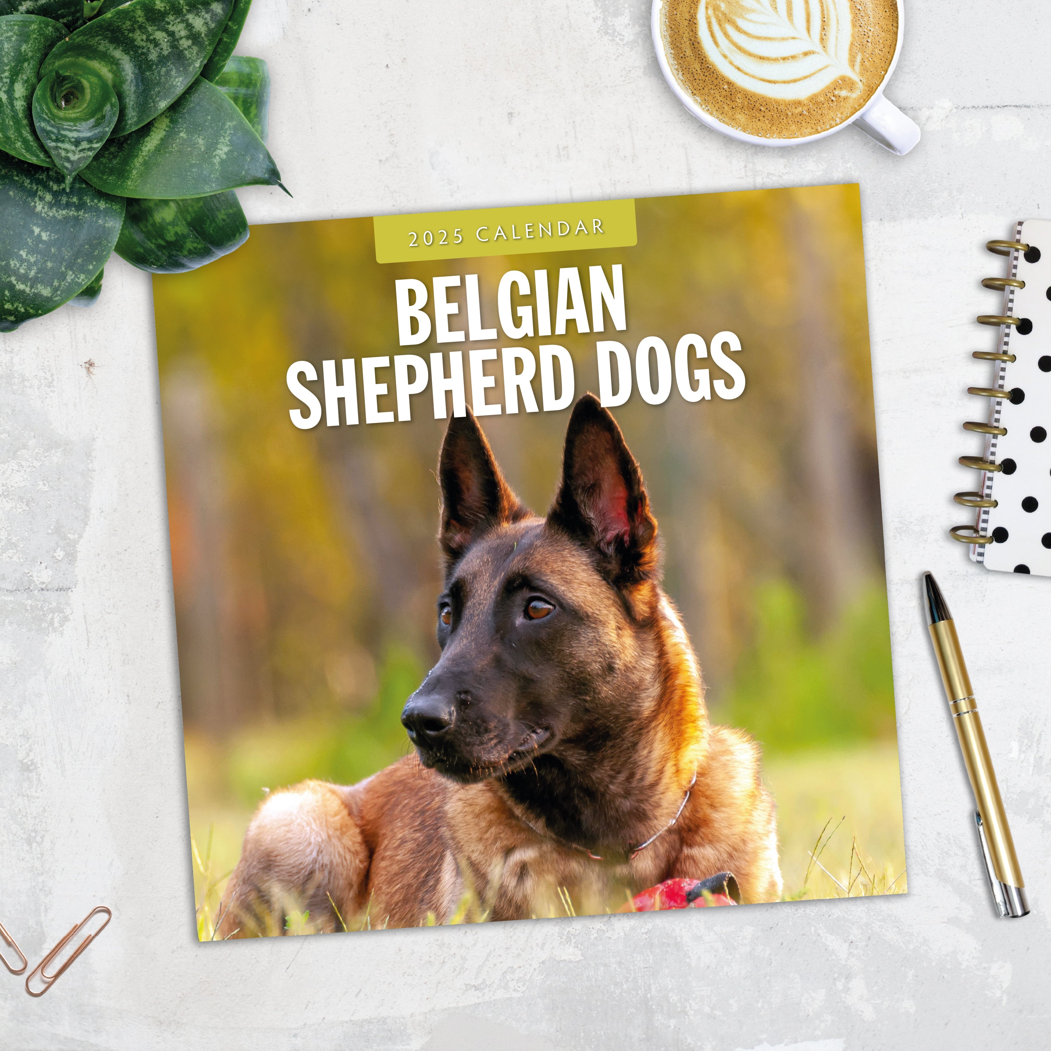 2025 Belgian Shepherd Dogs - Square Wall Calendar