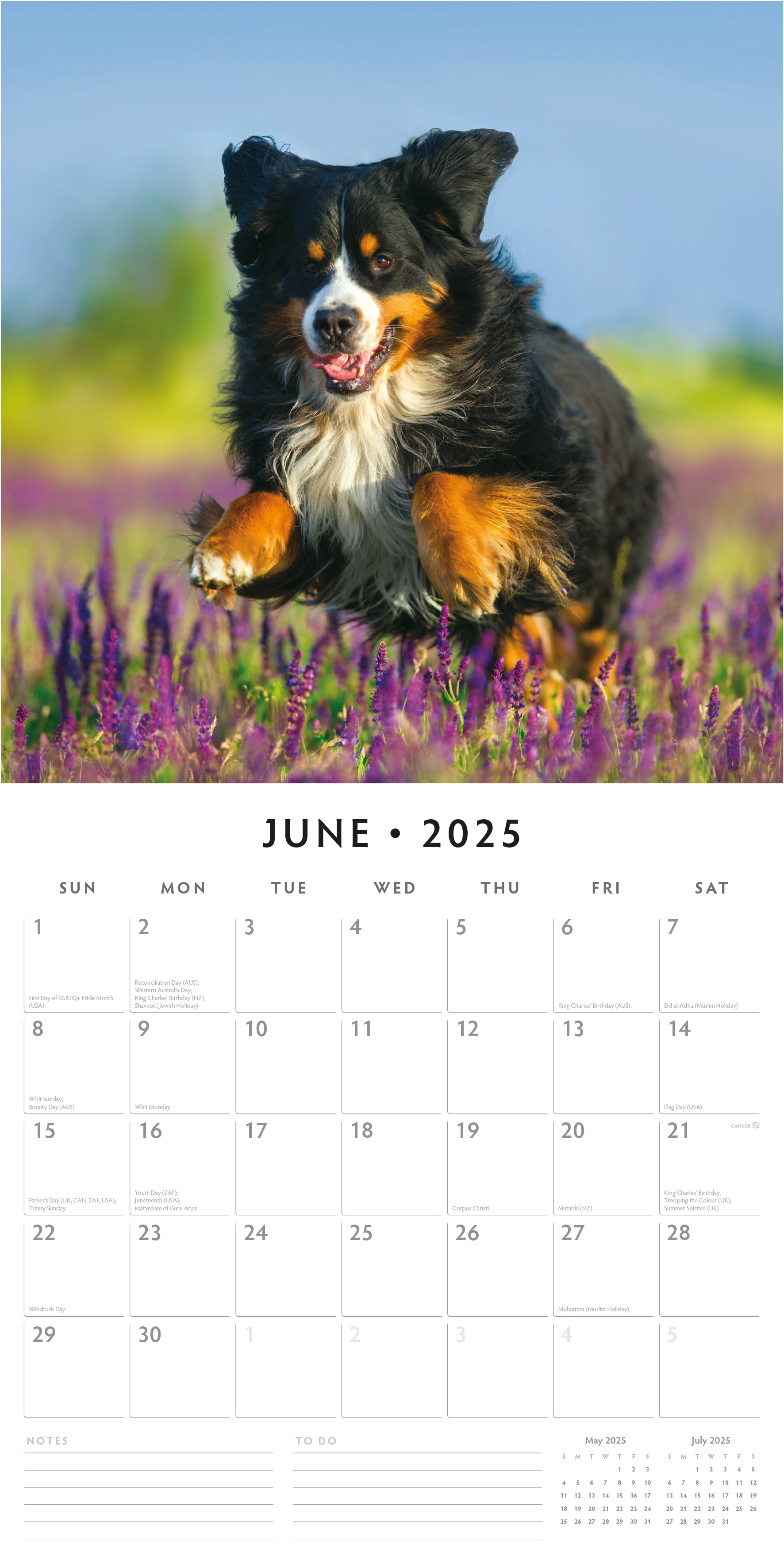 2025 Bernese Mountain Dogs - Square Wall Calendar