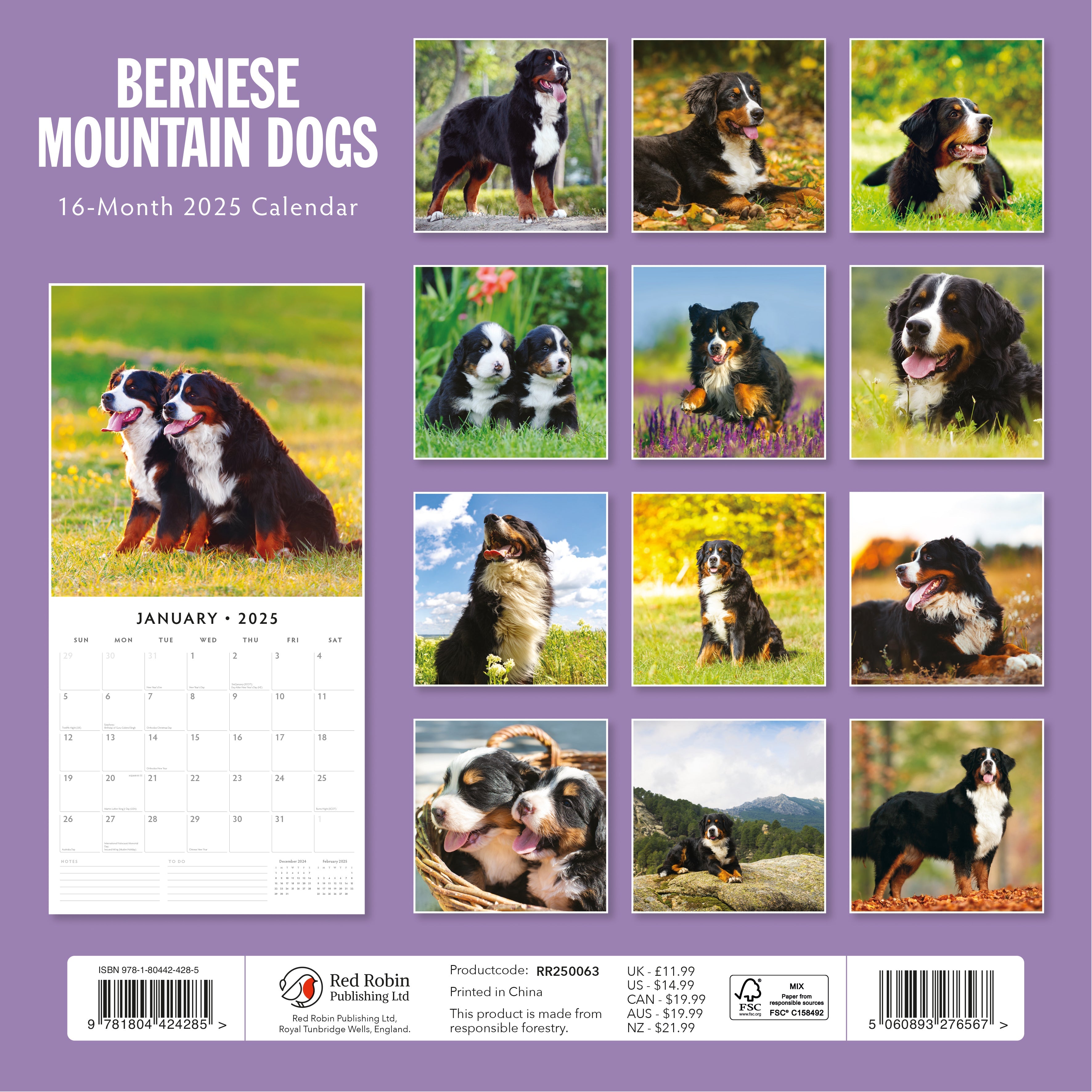 2025 Bernese Mountain Dogs - Square Wall Calendar