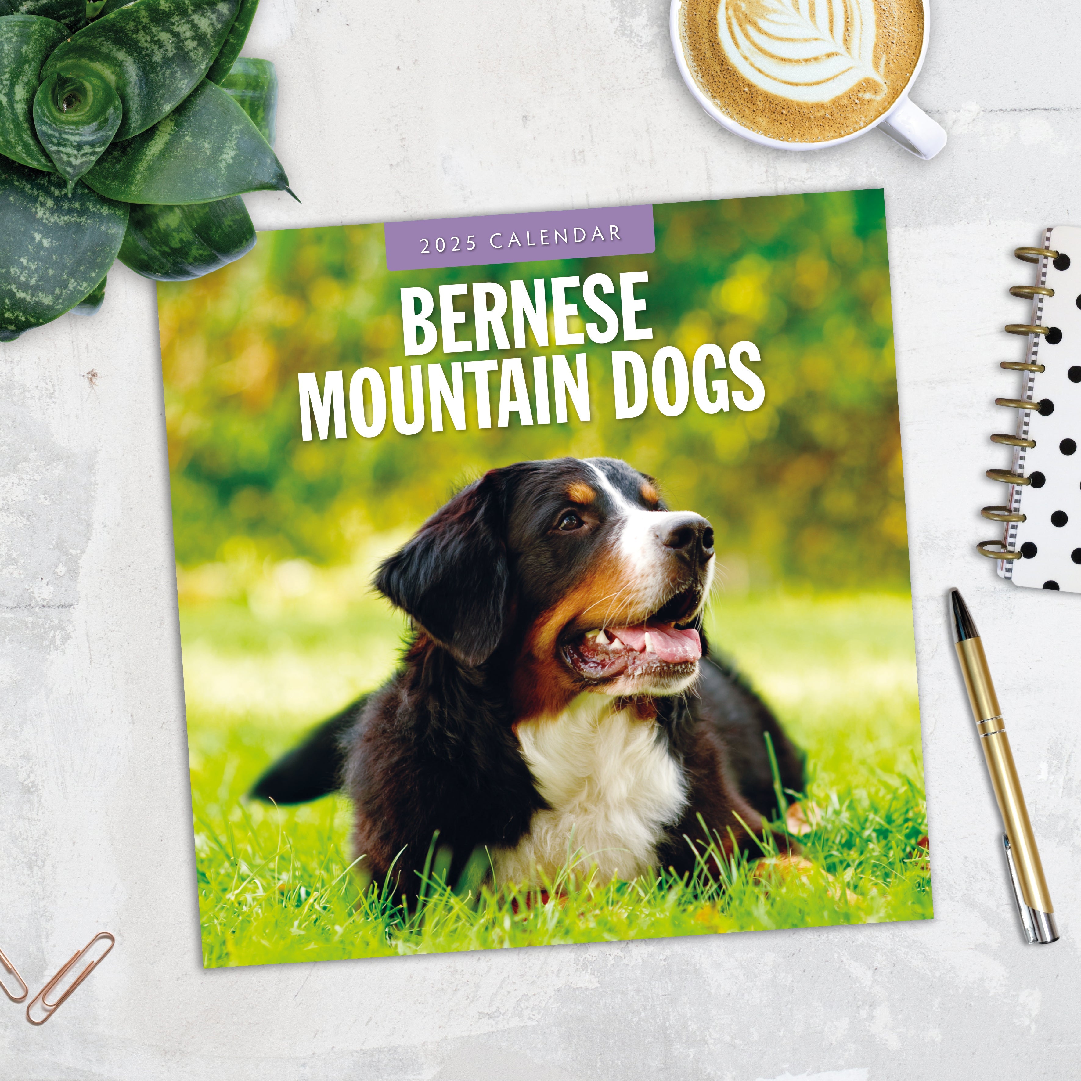 2025 Bernese Mountain Dogs - Square Wall Calendar