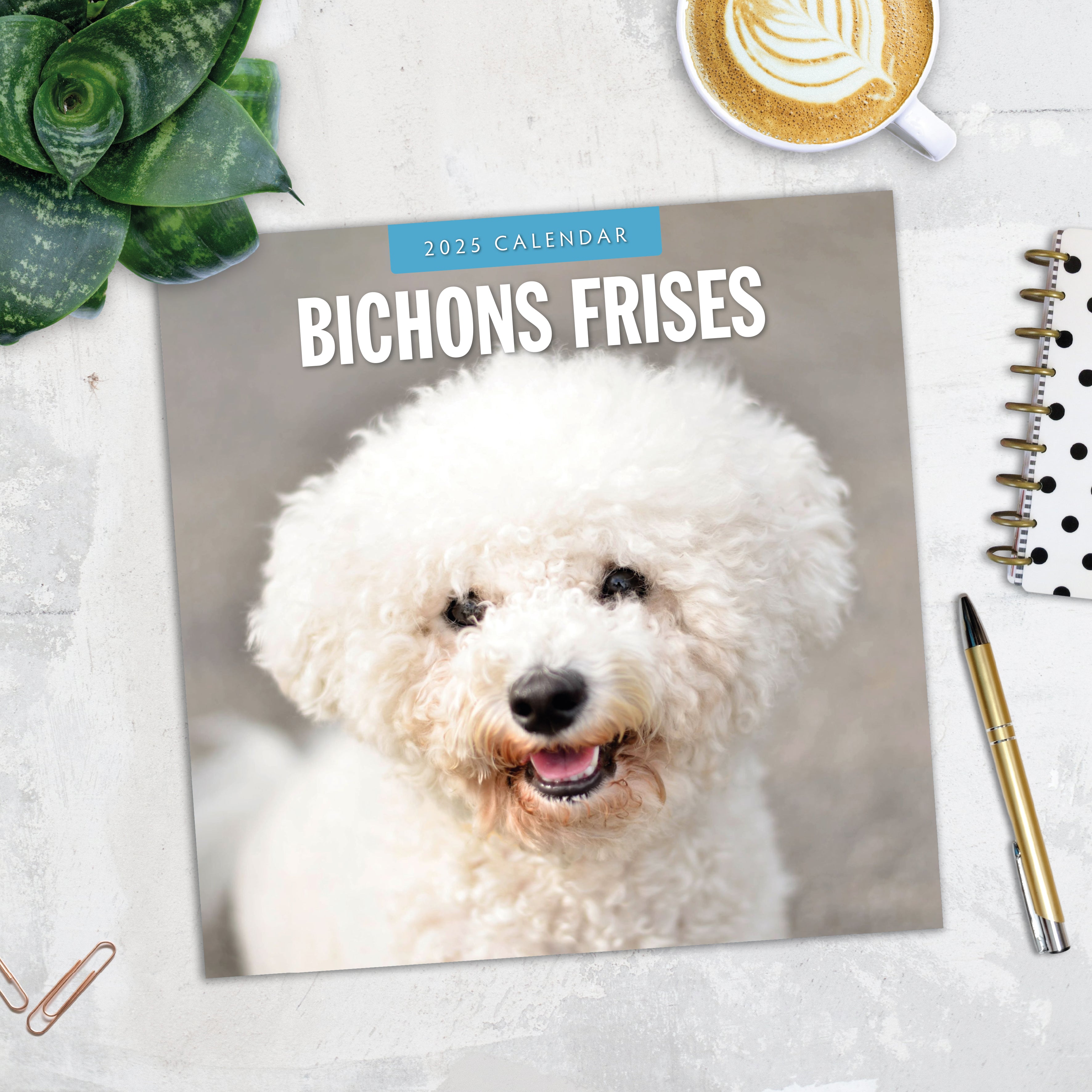 2025 Bichons Frises - Square Wall Calendar