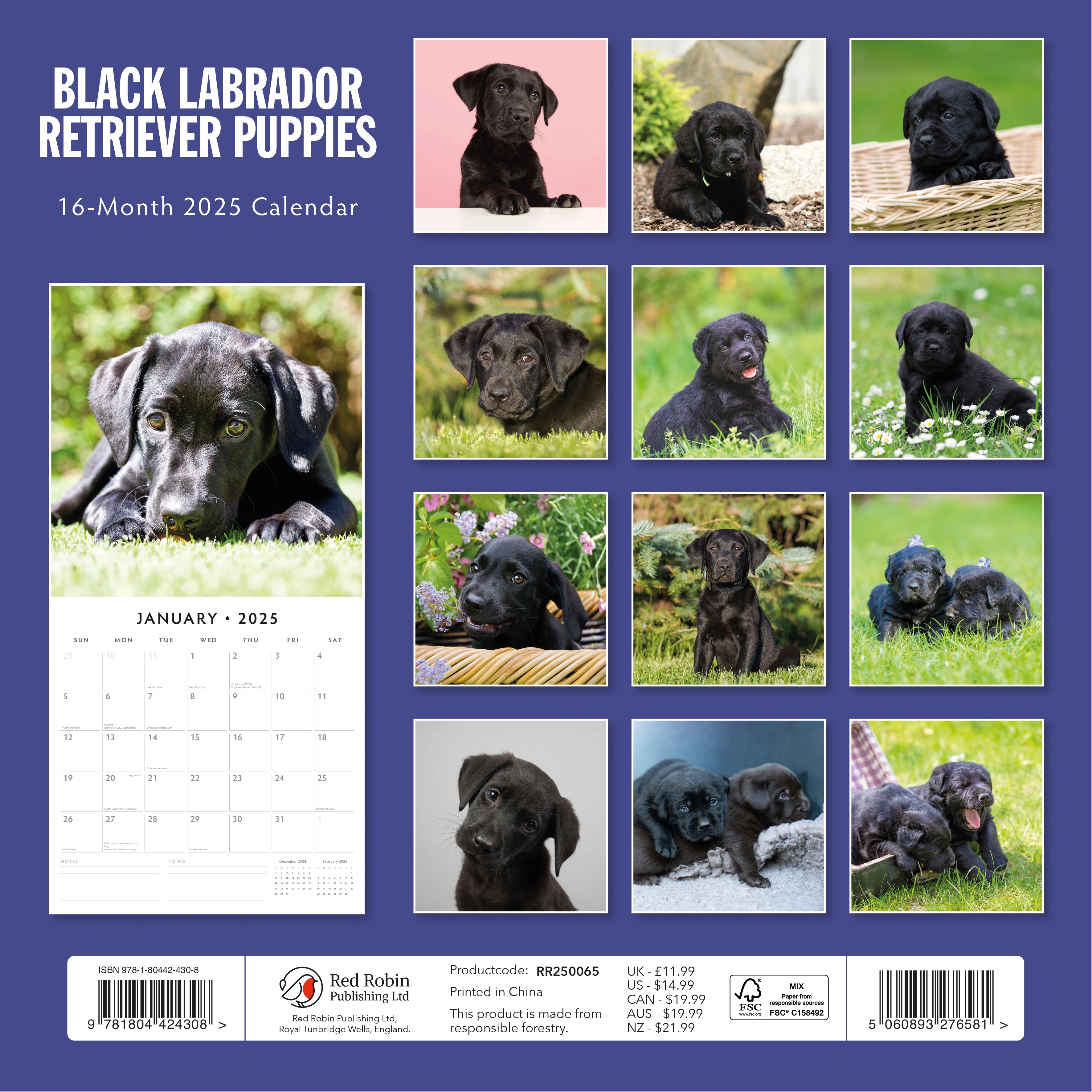 2025 Black Labrador Retriever Puppies - Square Wall Calendar