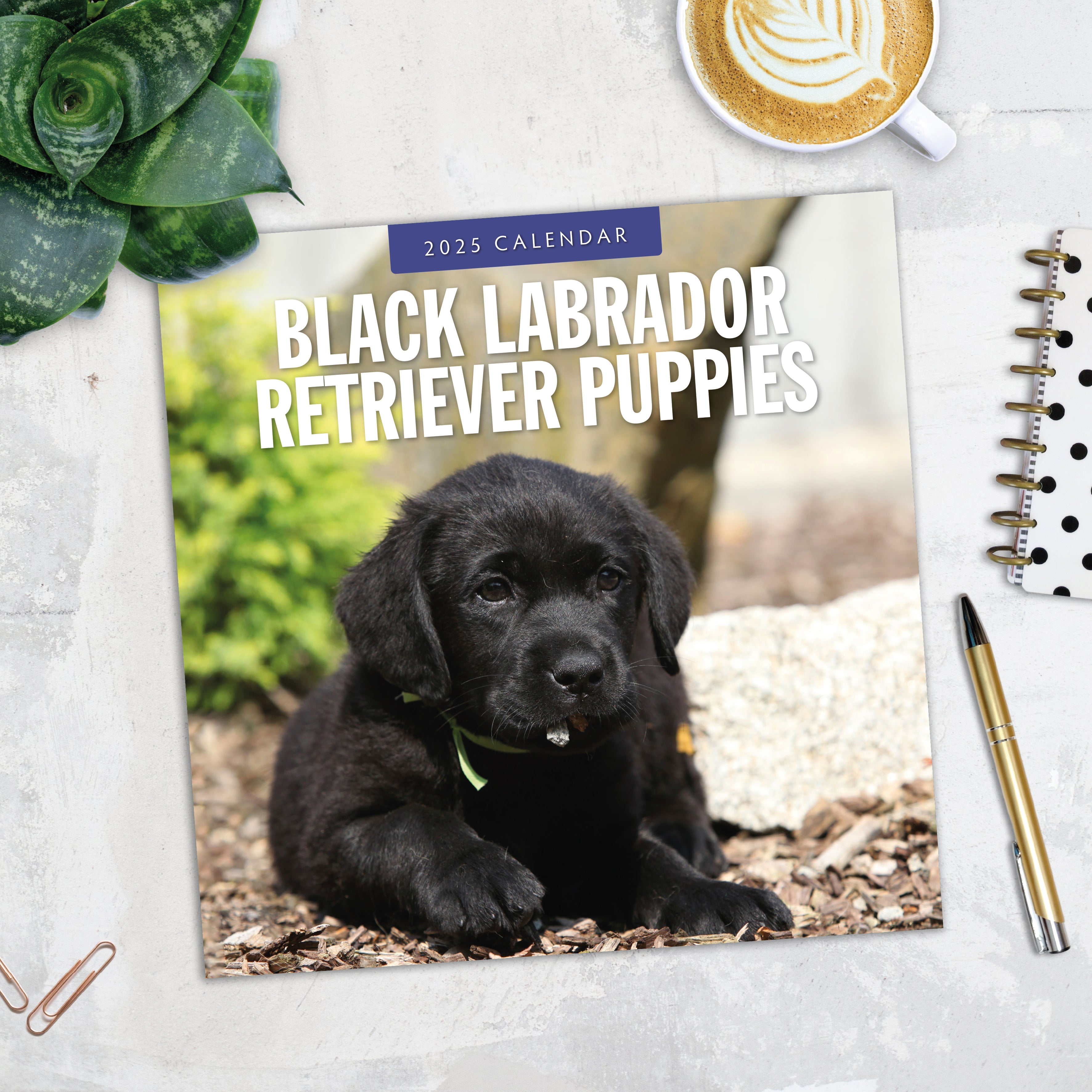 2025 Black Labrador Retriever Puppies - Square Wall Calendar