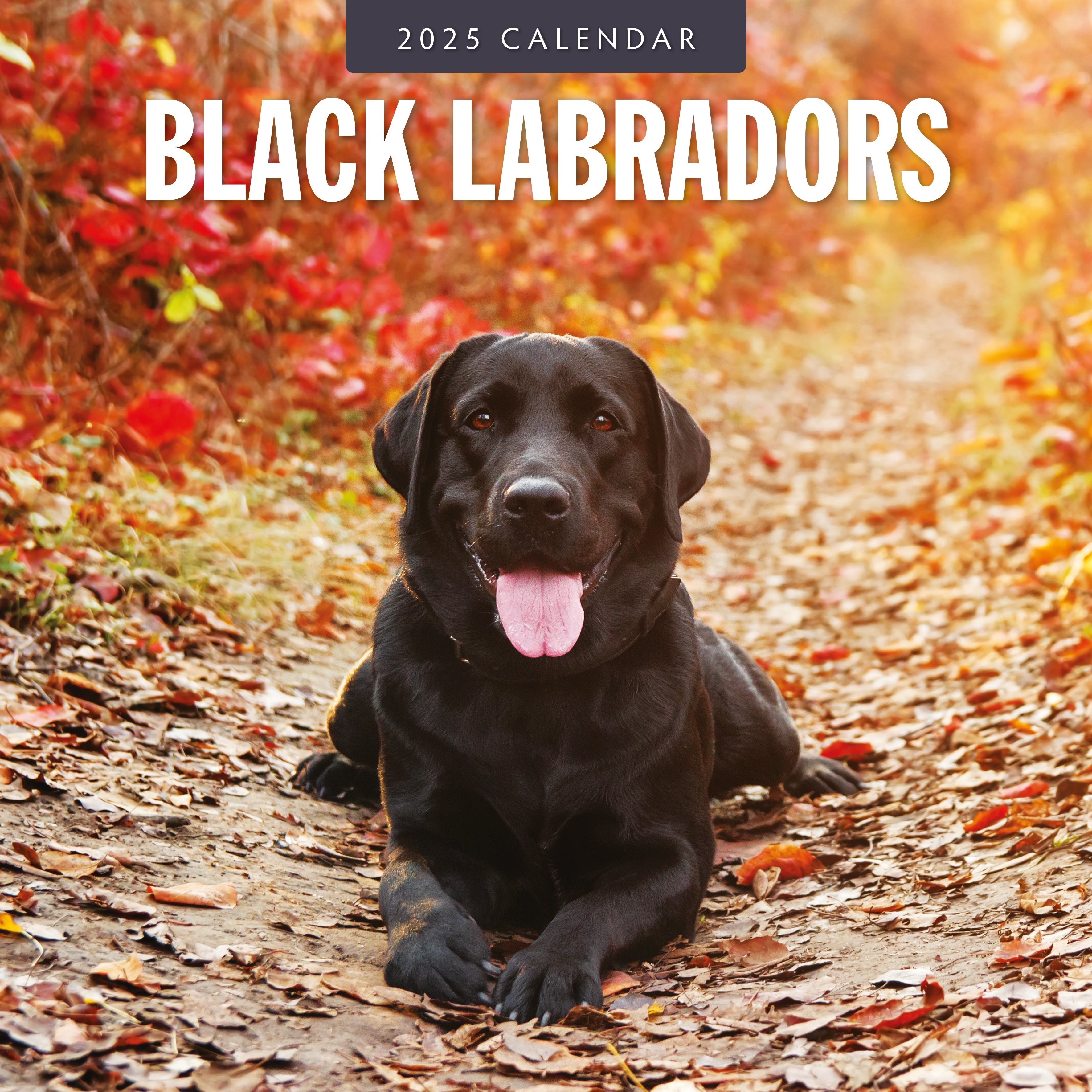 2025 Black Labradors - Square Wall Calendar