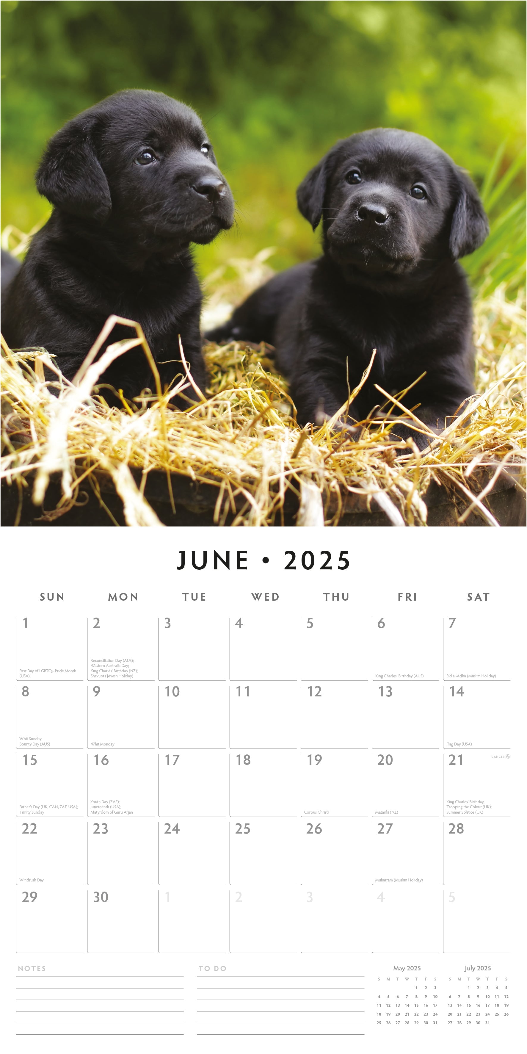 2025 Black Labradors - Square Wall Calendar