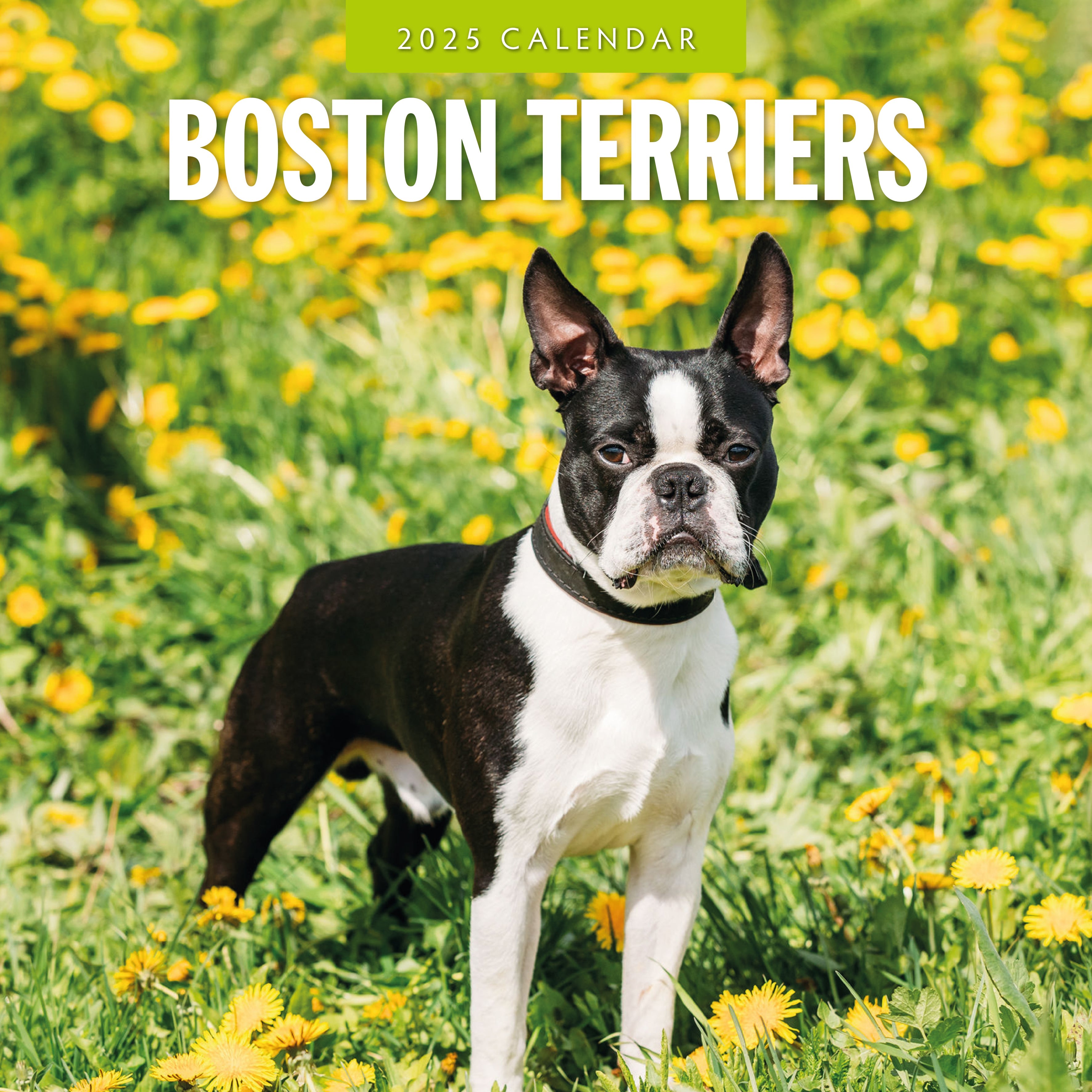 2025 Boston Terriers - Square Wall Calendar