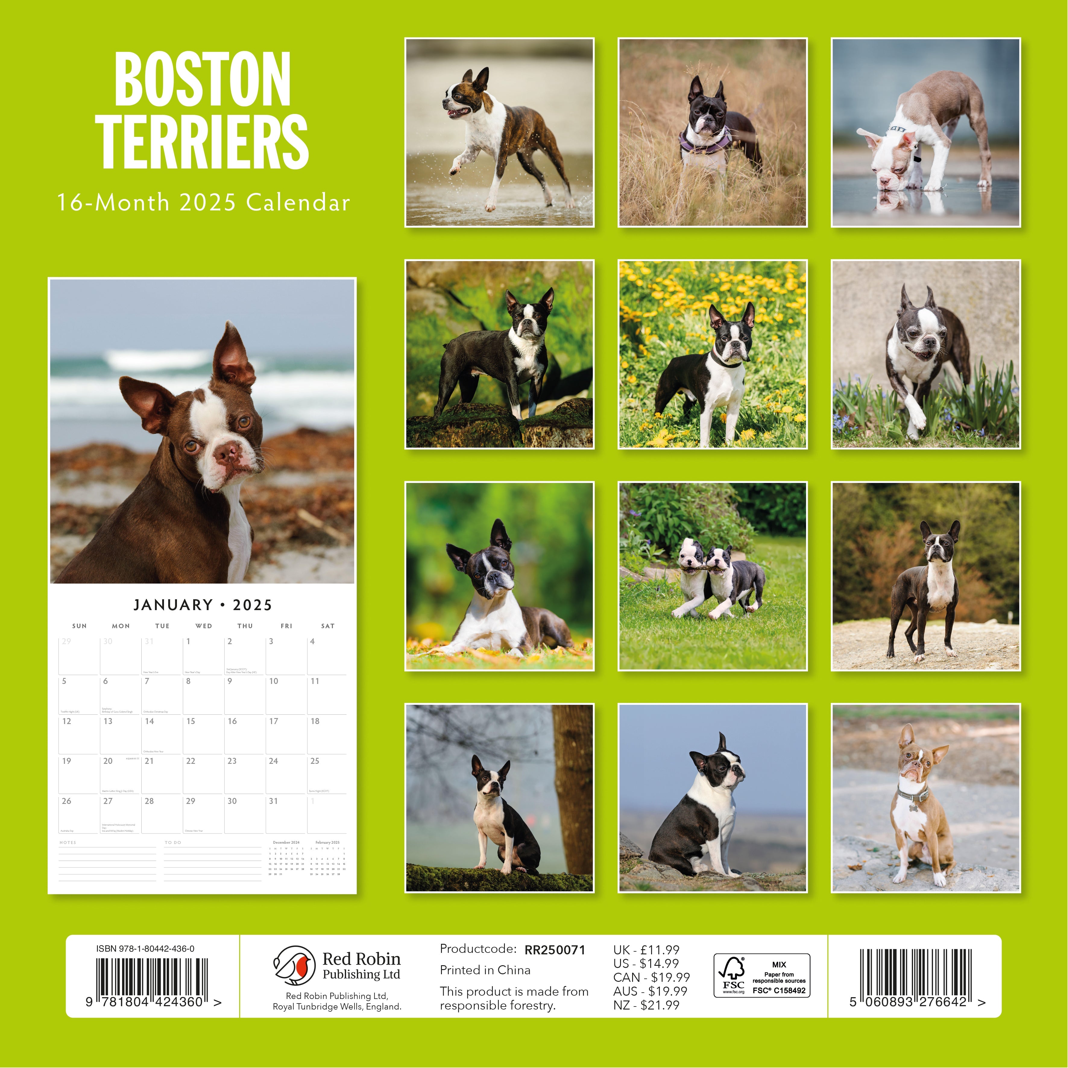 2025 Boston Terriers - Square Wall Calendar