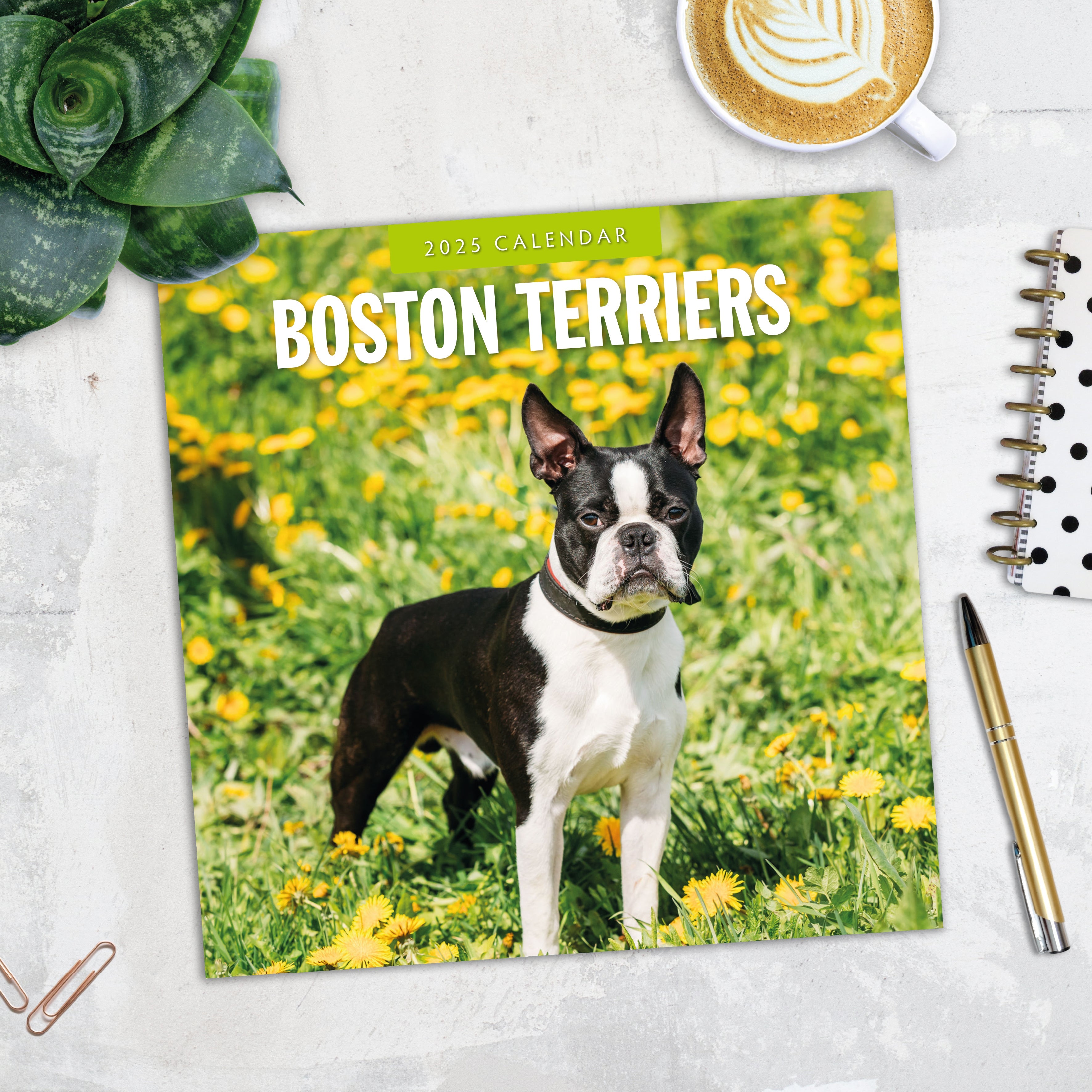 2025 Boston Terriers - Square Wall Calendar