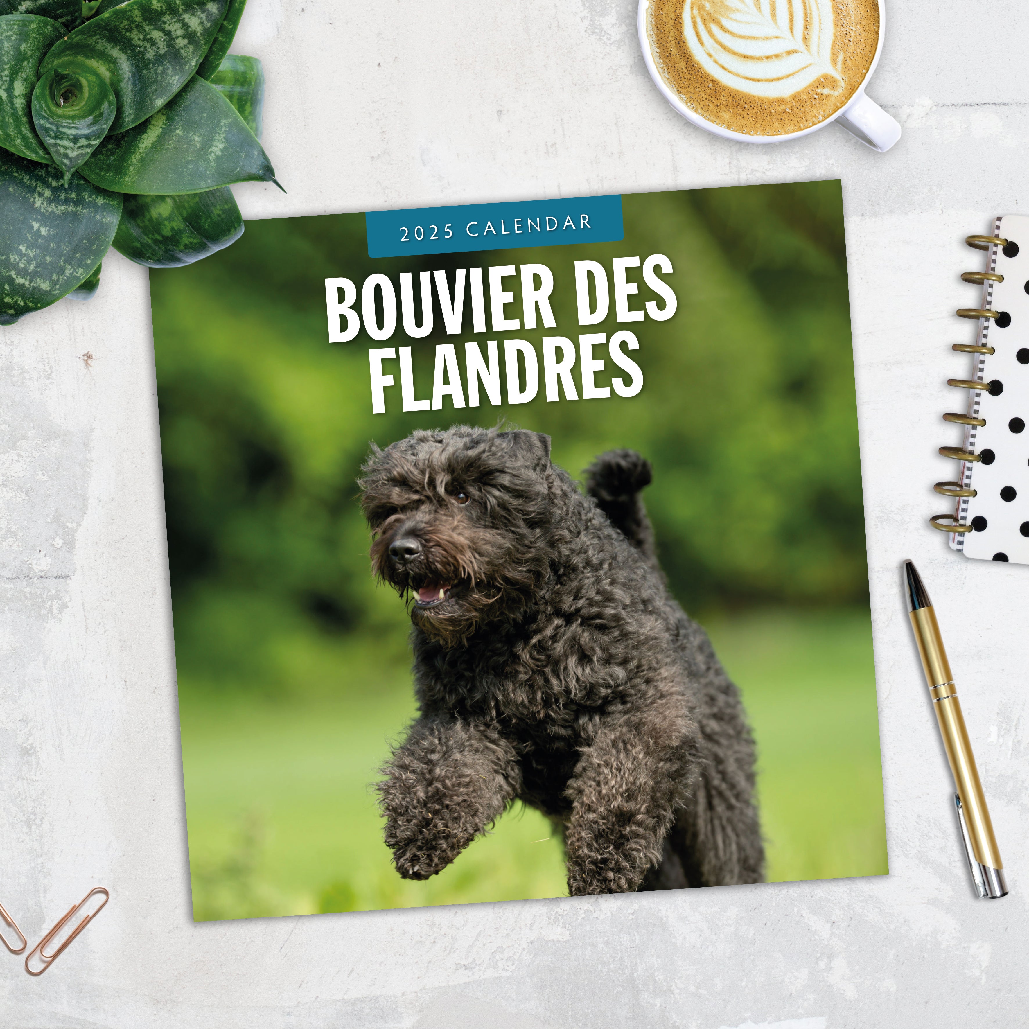 2025 Bouvier des Flandres - Square Wall Calendar