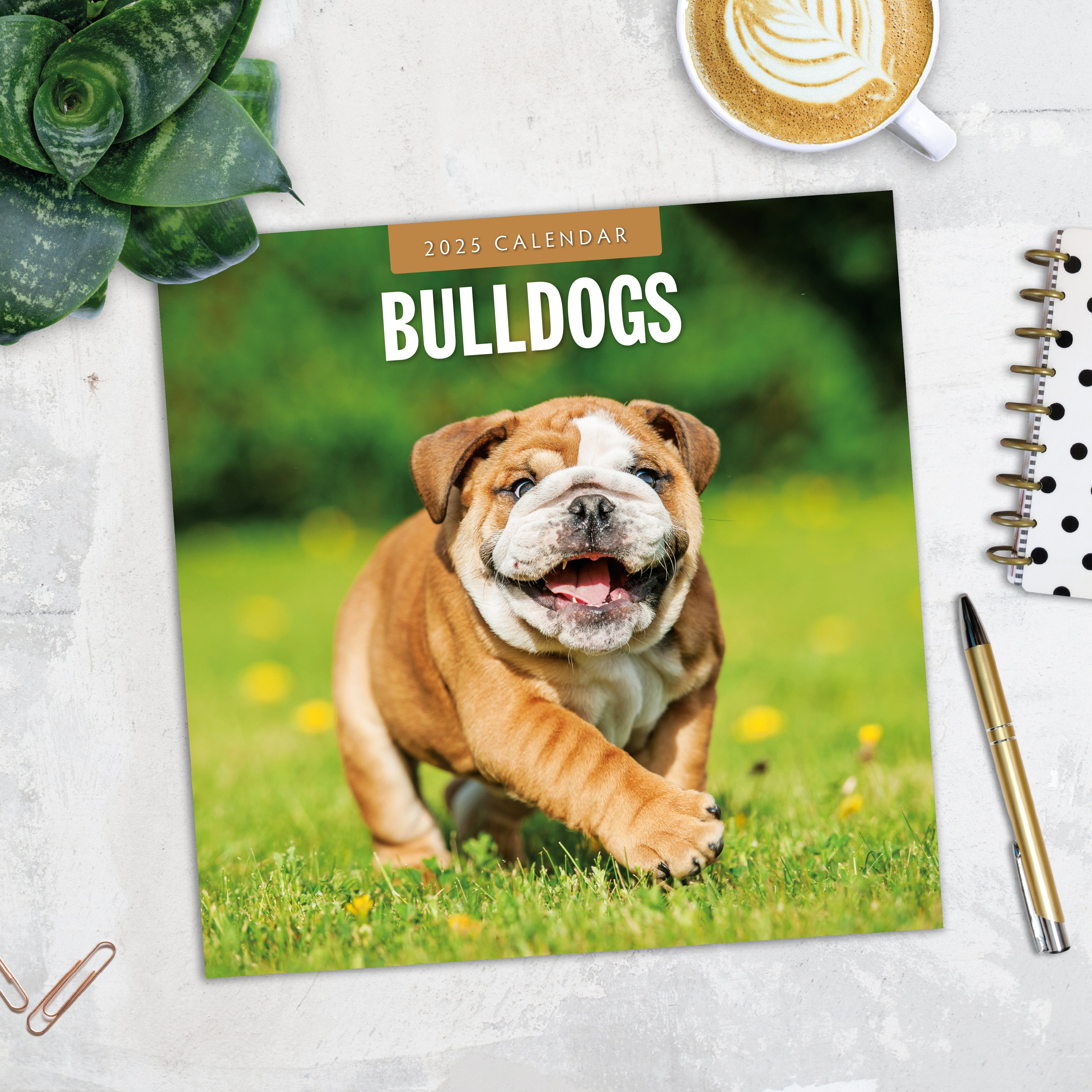 2025 Bulldogs - Square Wall Calendar