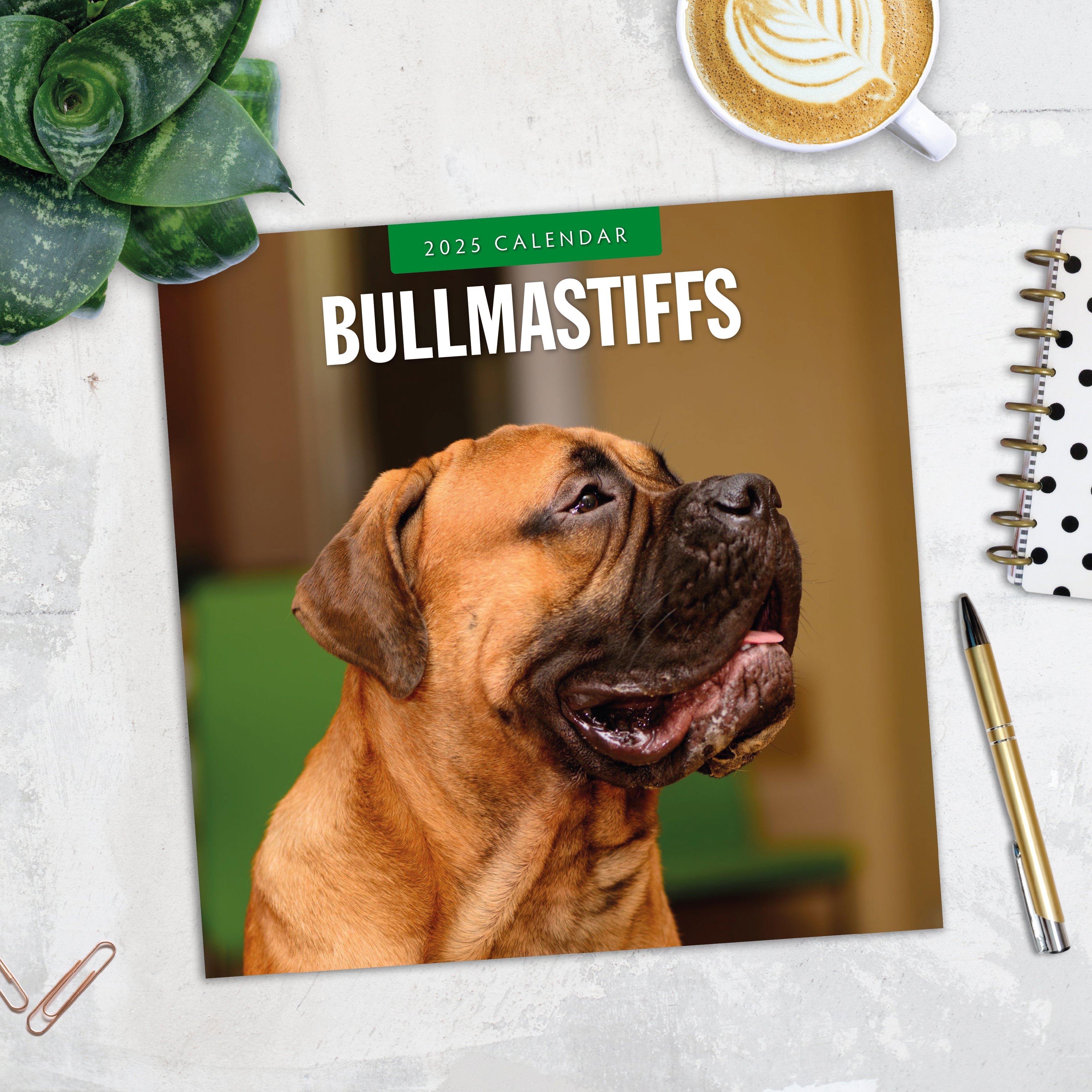 2025 Bullmastiffs - Square Wall Calendar