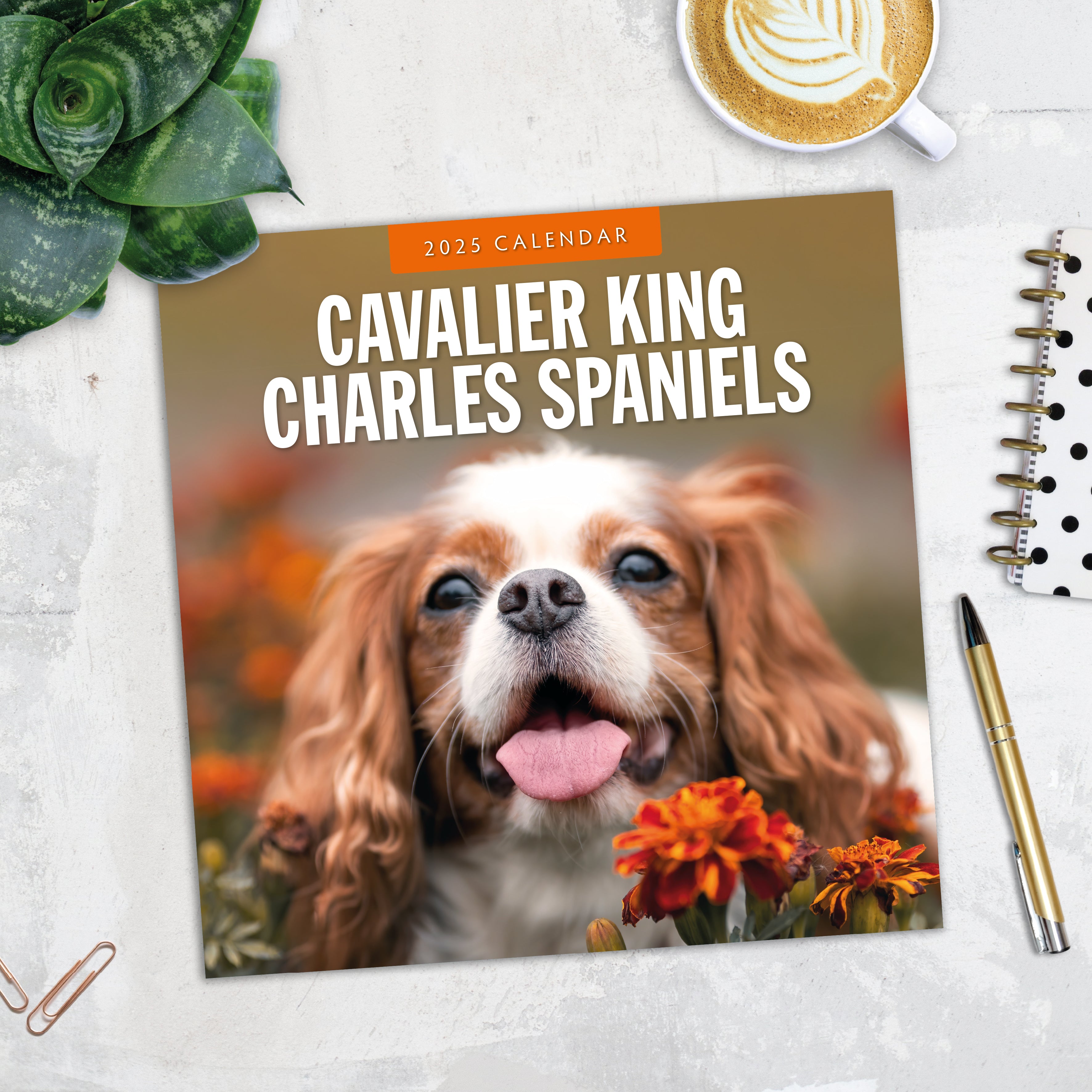 2025 Cavalier King Charles Spaniels - Square Wall Calendar