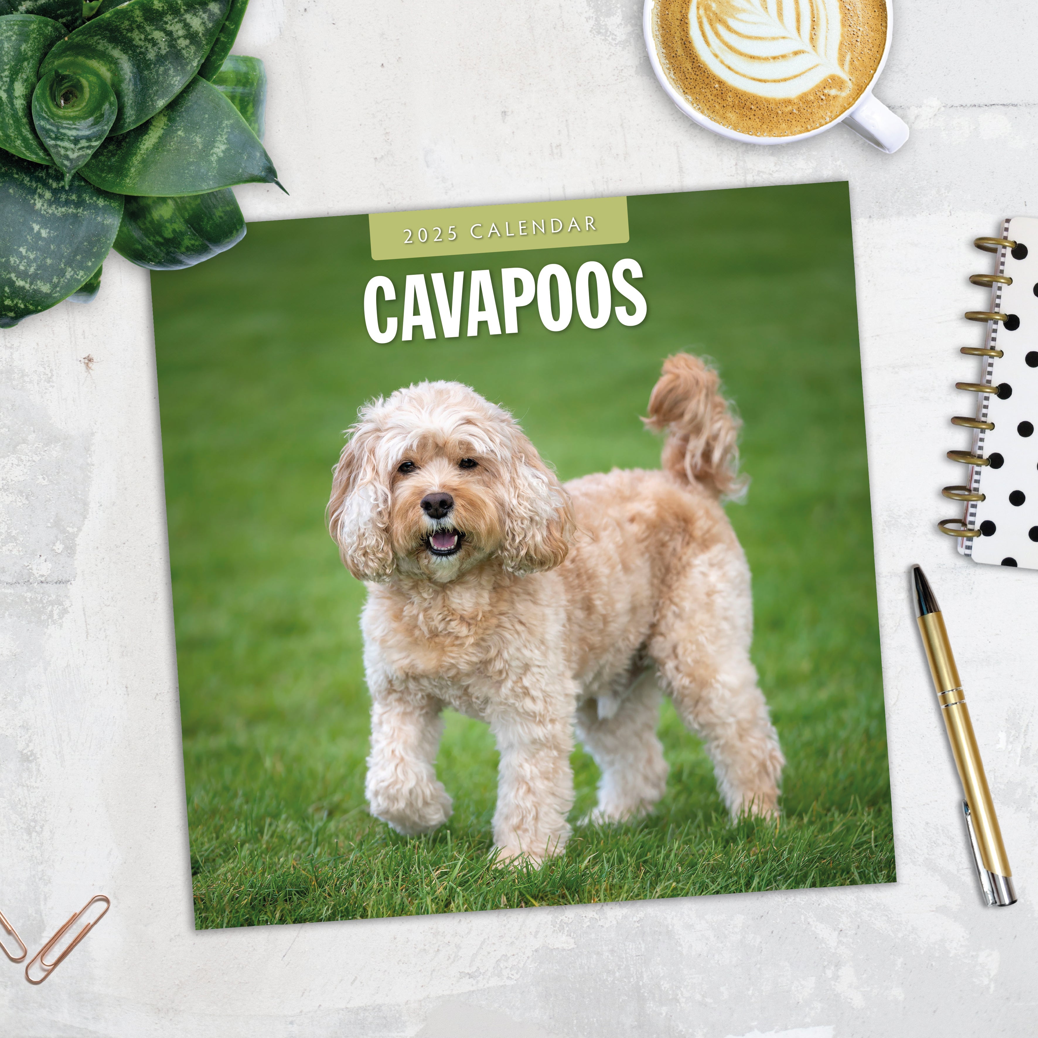 2025 Cavapoos - Square Wall Calendar