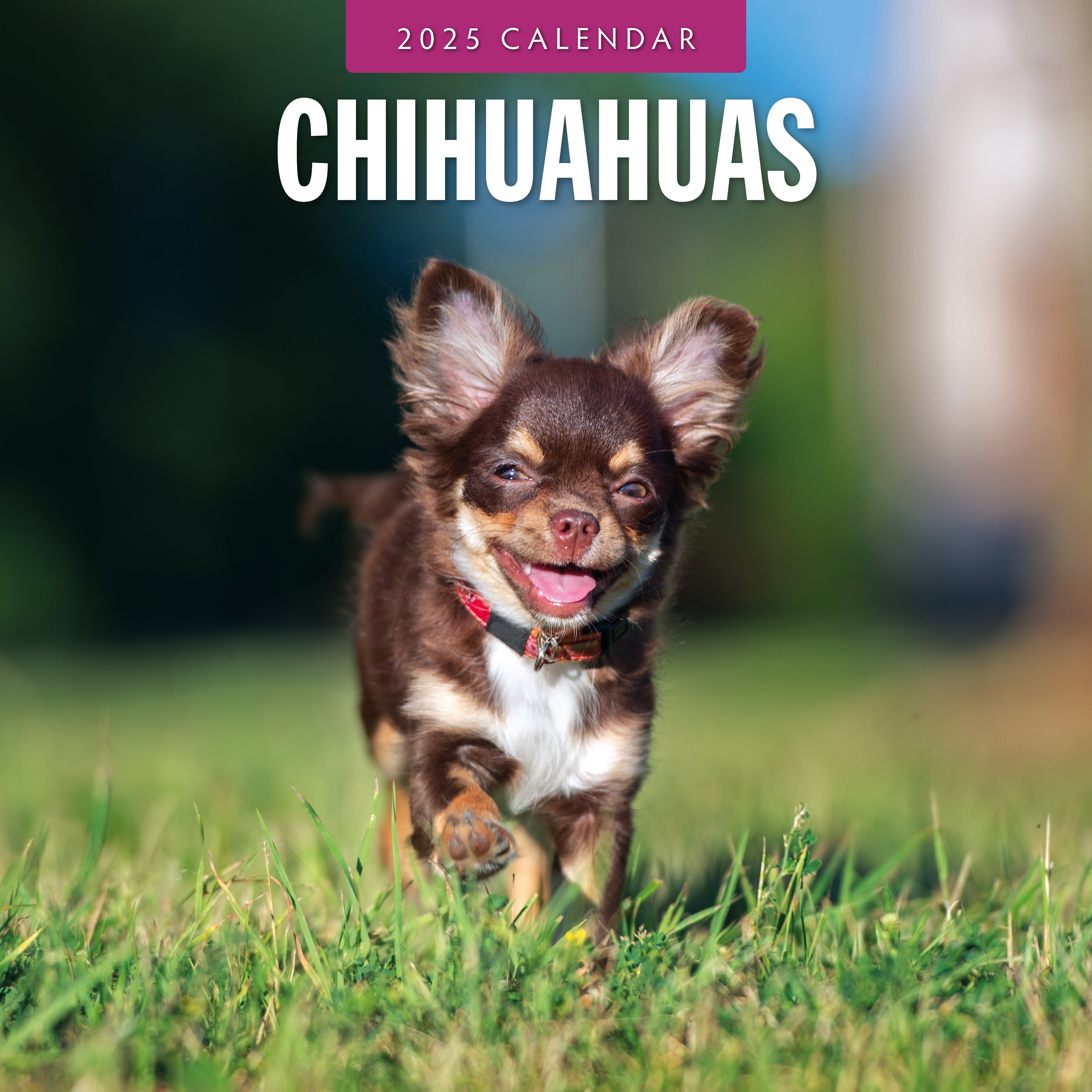 2025 Chihuahuas - Square Wall Calendar