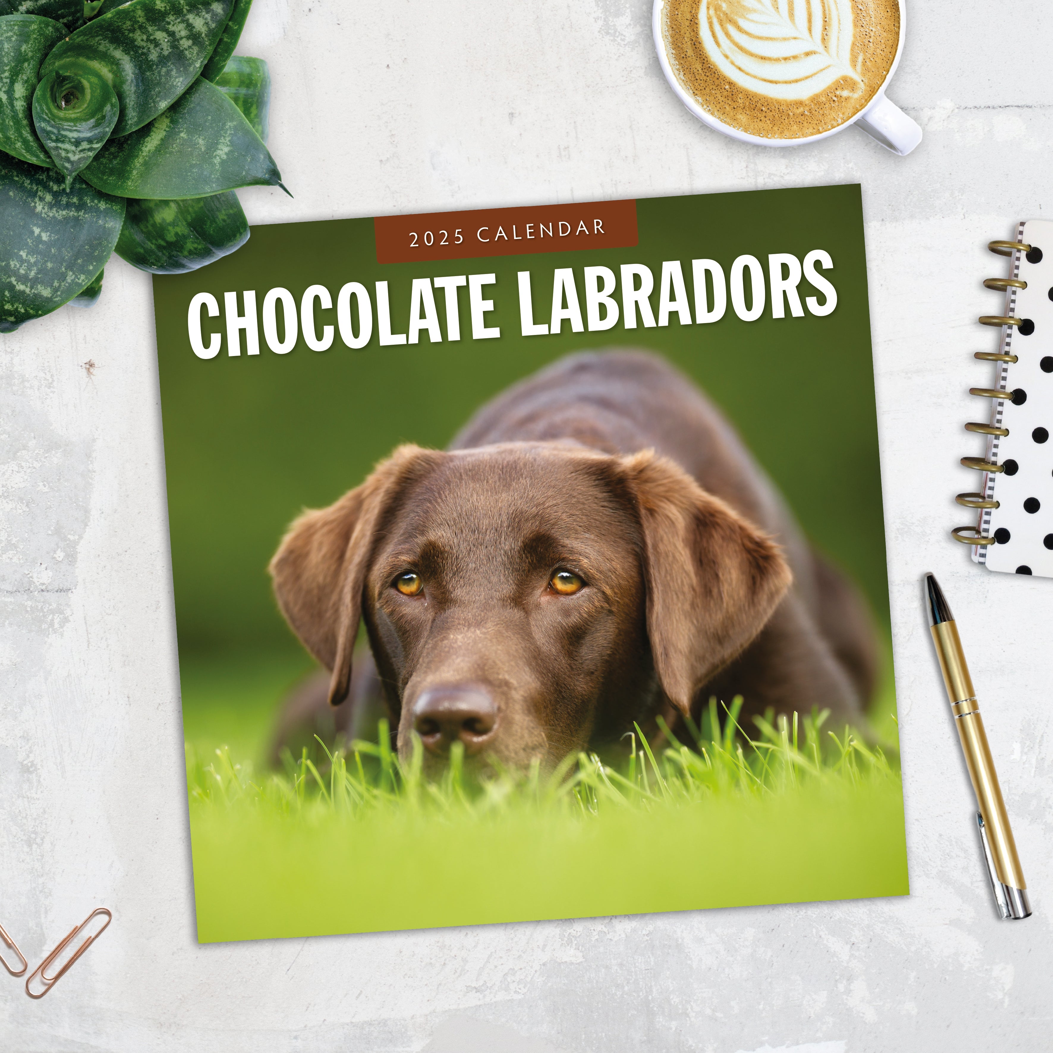 2025 Chocolate Labradors - Square Wall Calendar