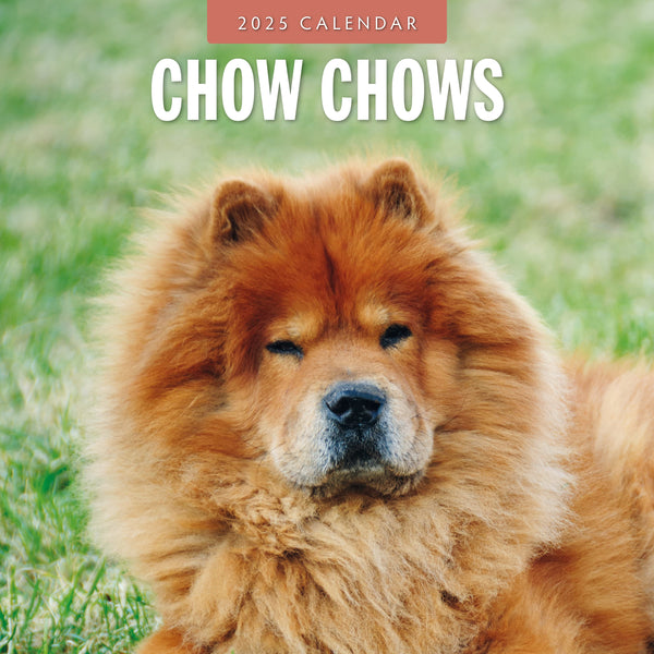 Chow chows for sale near retailers me