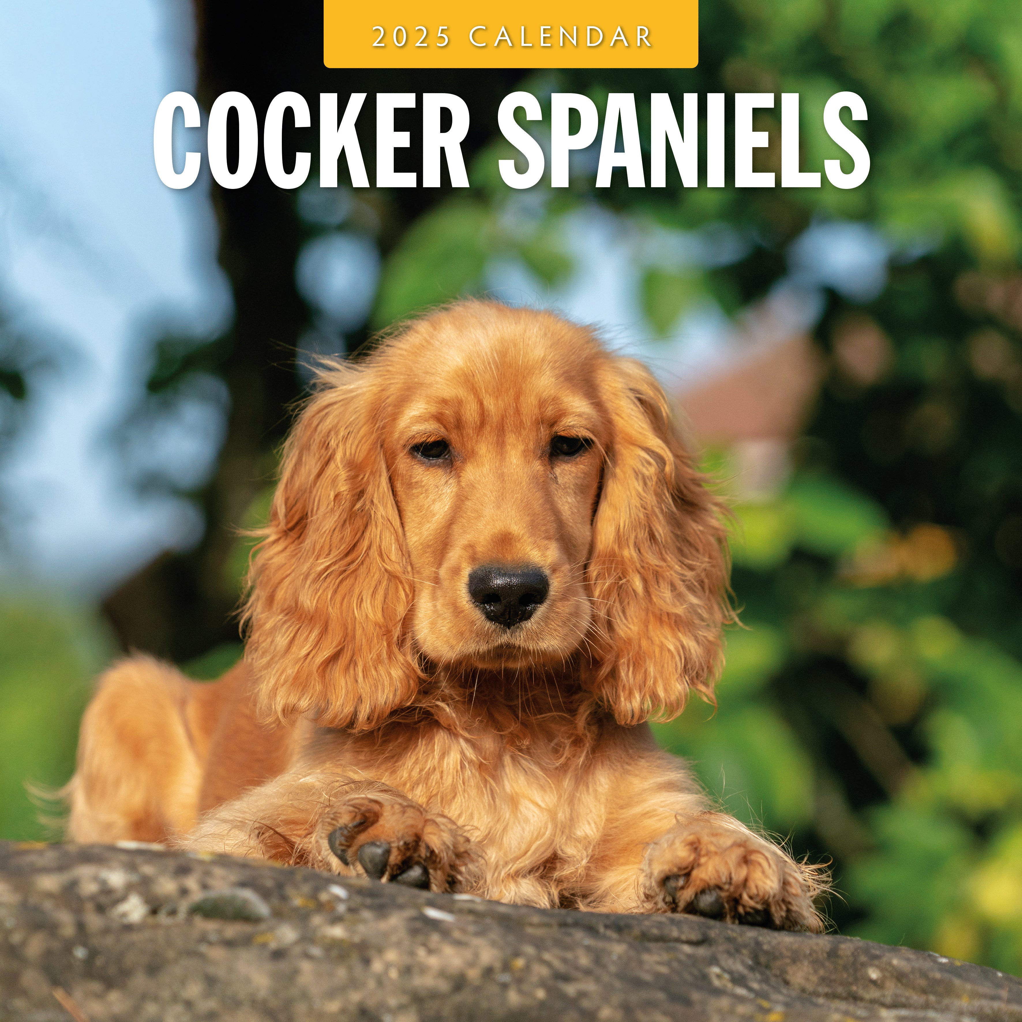 2025 Cocker Spaniels - Square Wall Calendar