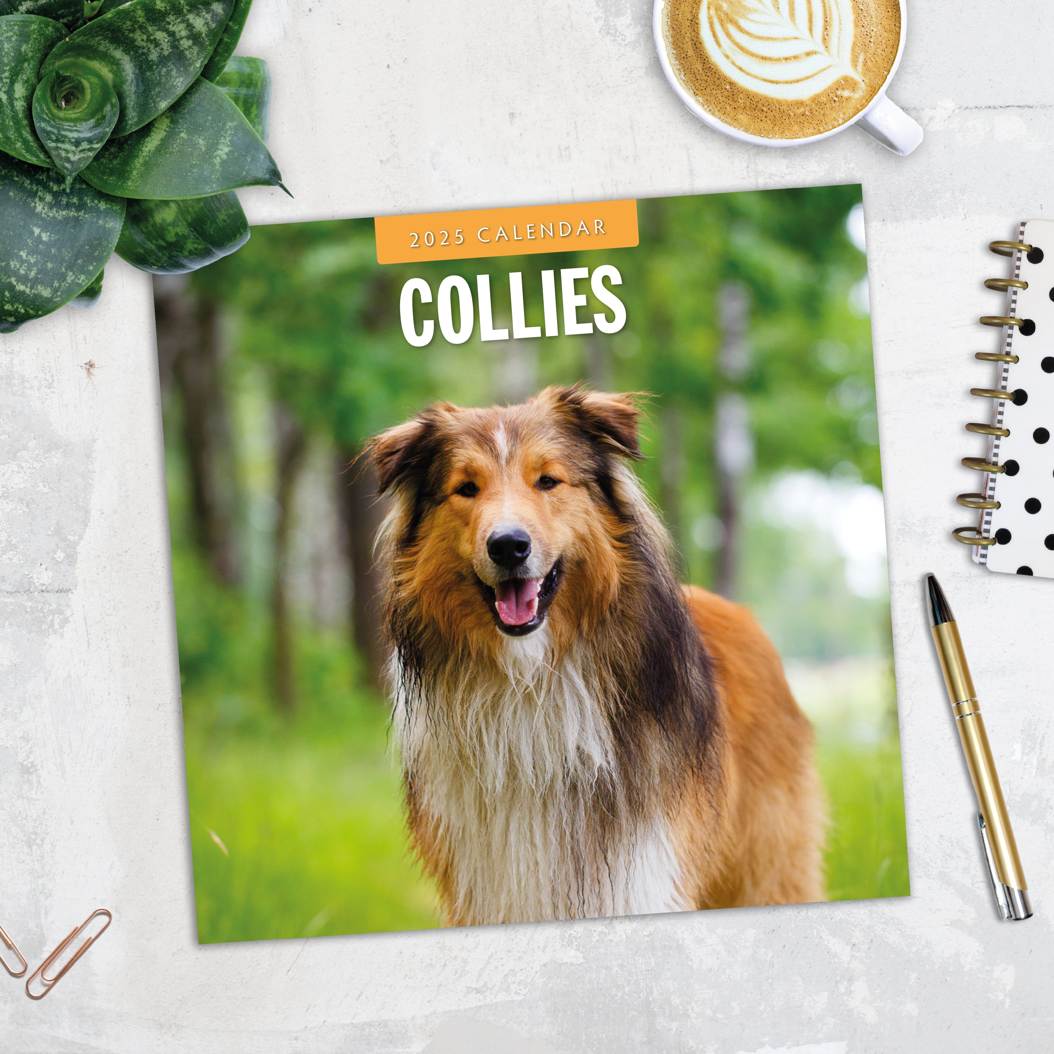 2025 Collies - Square Wall Calendar