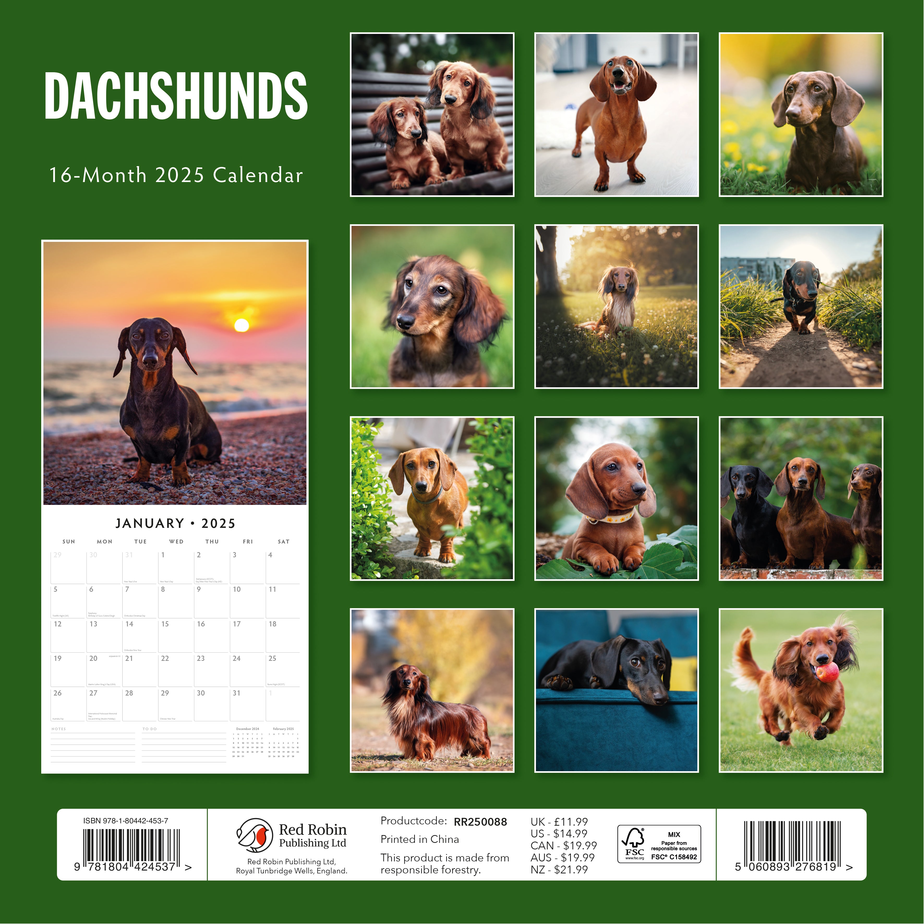 2025 Dachshunds - Square Wall Calendar