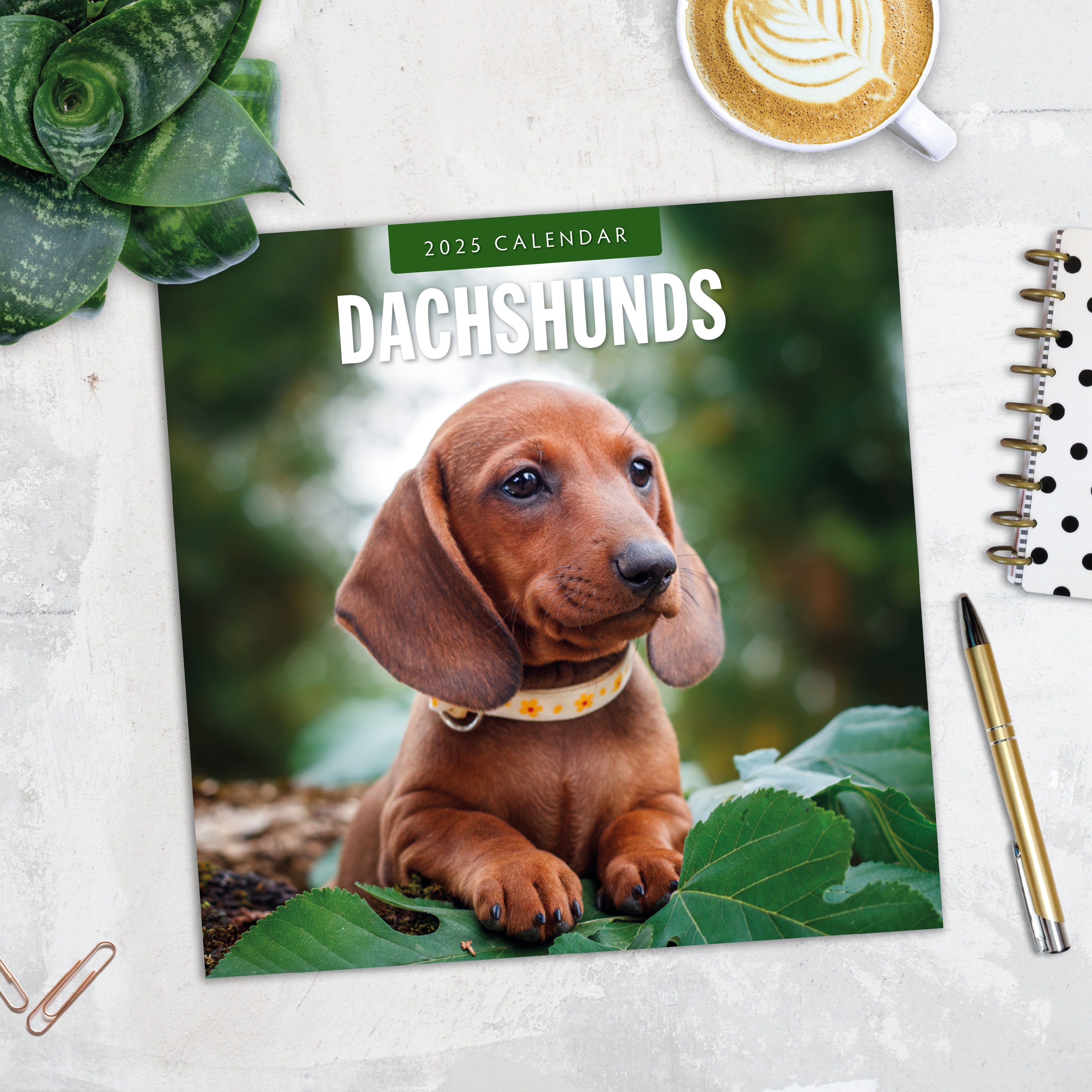 2025 Dachshunds - Square Wall Calendar