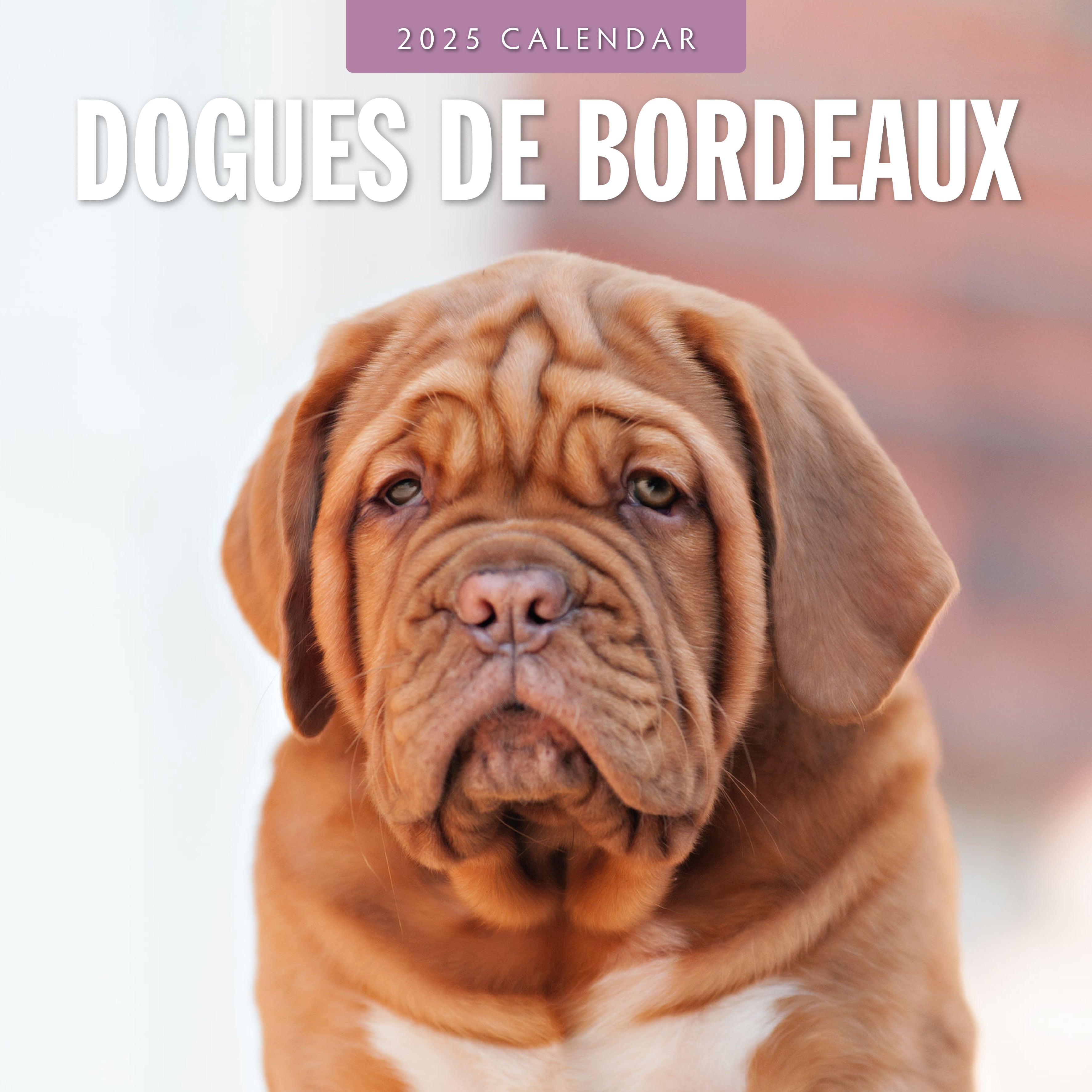 2025 Dogues de Bordeaux - Square Wall Calendar