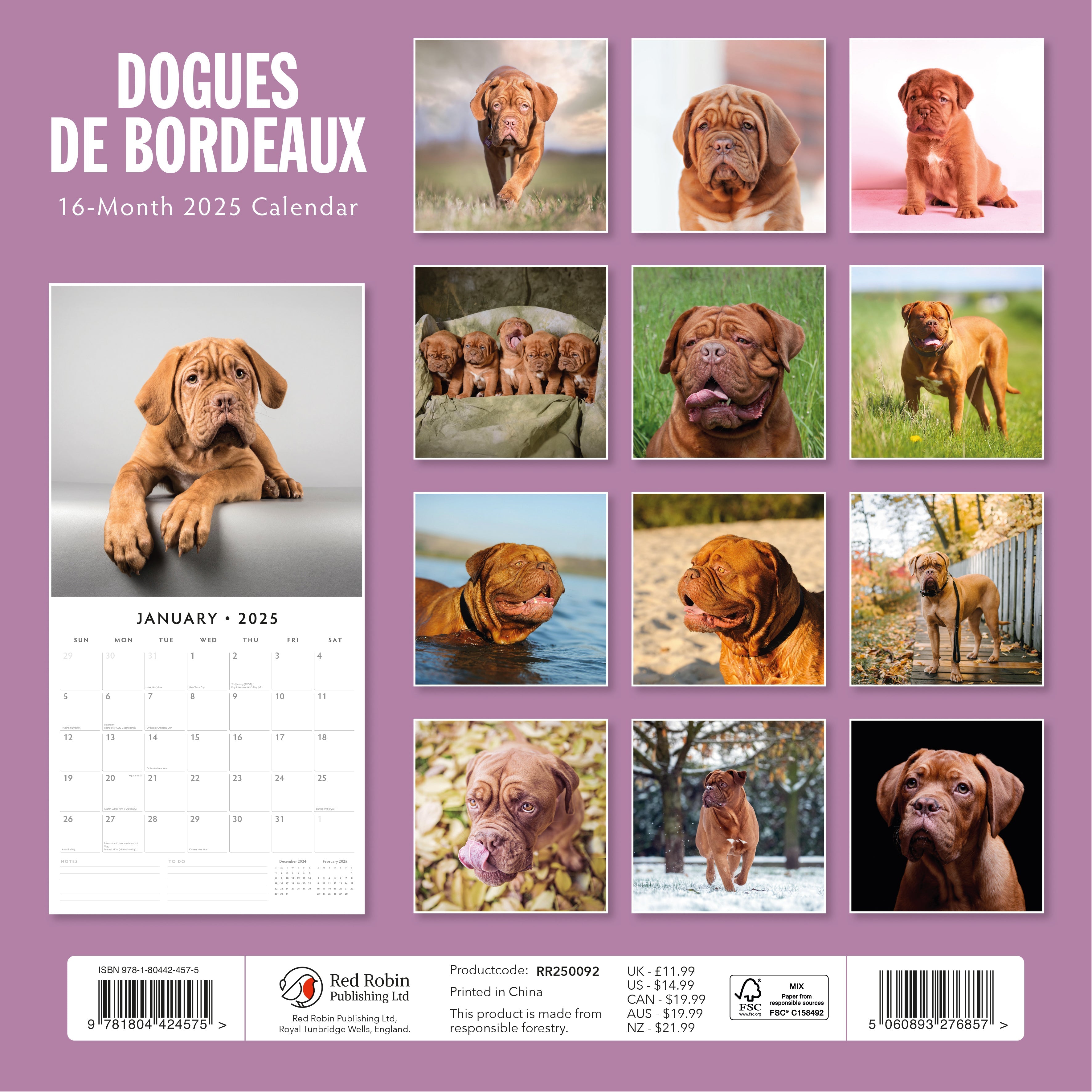 2025 Dogues de Bordeaux - Square Wall Calendar