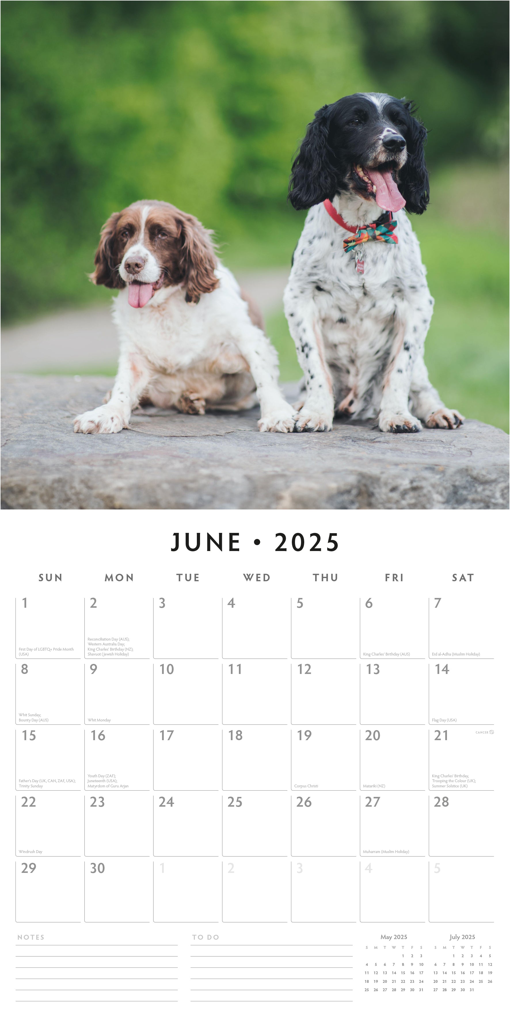 2025 English Springer Spaniels - Square Wall Calendar