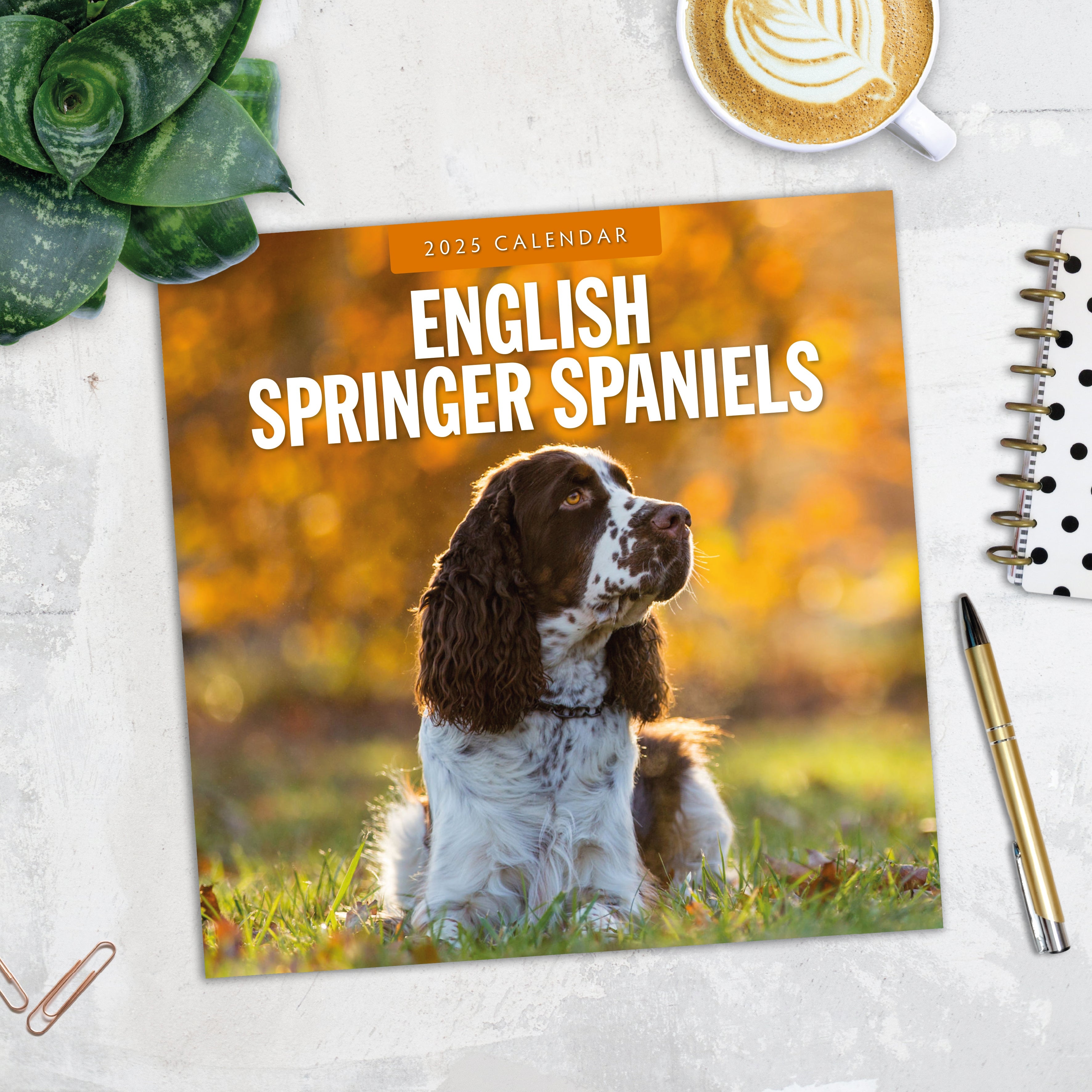 2025 English Springer Spaniels - Square Wall Calendar