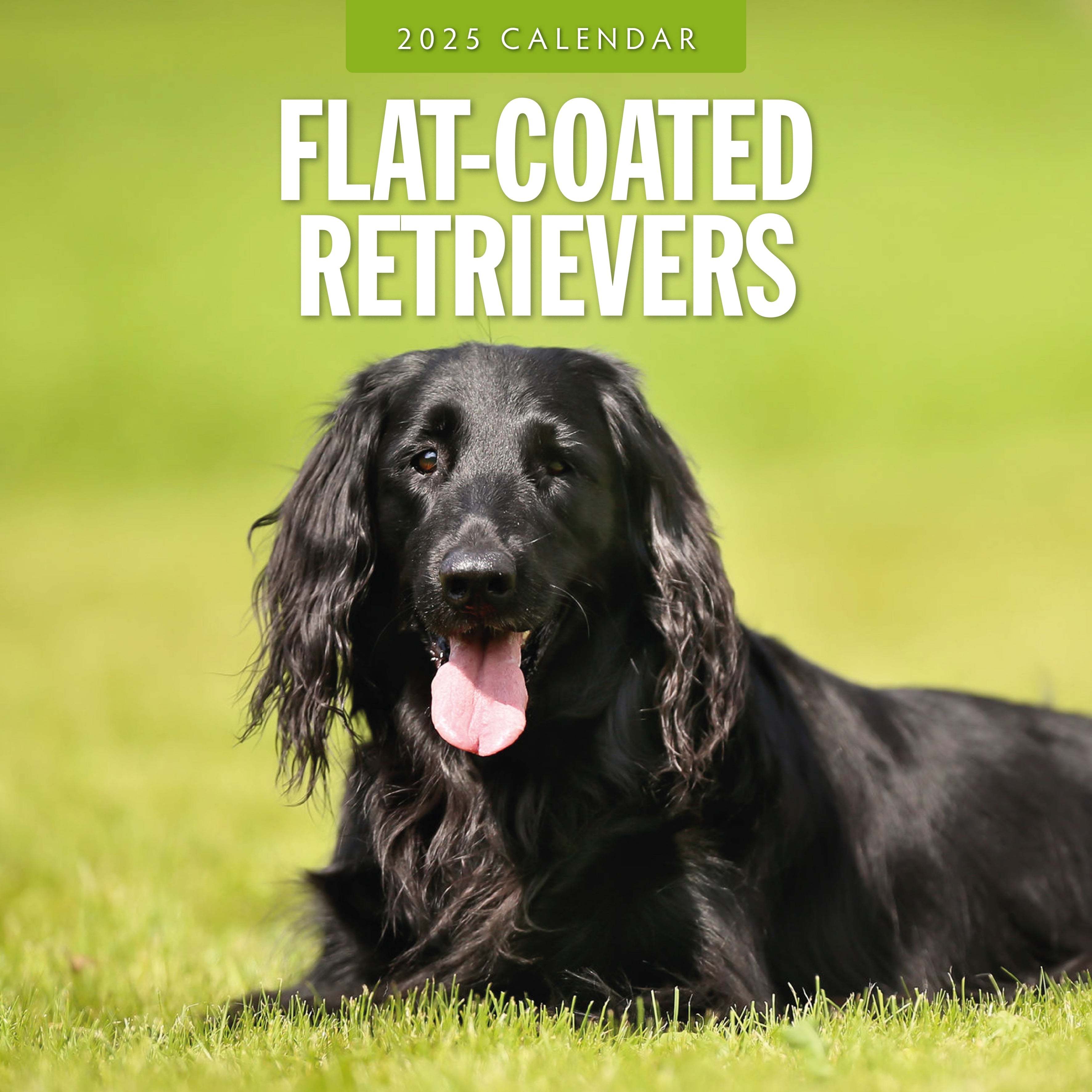 2025 Flat Coated Retrievers - Square Wall Calendar