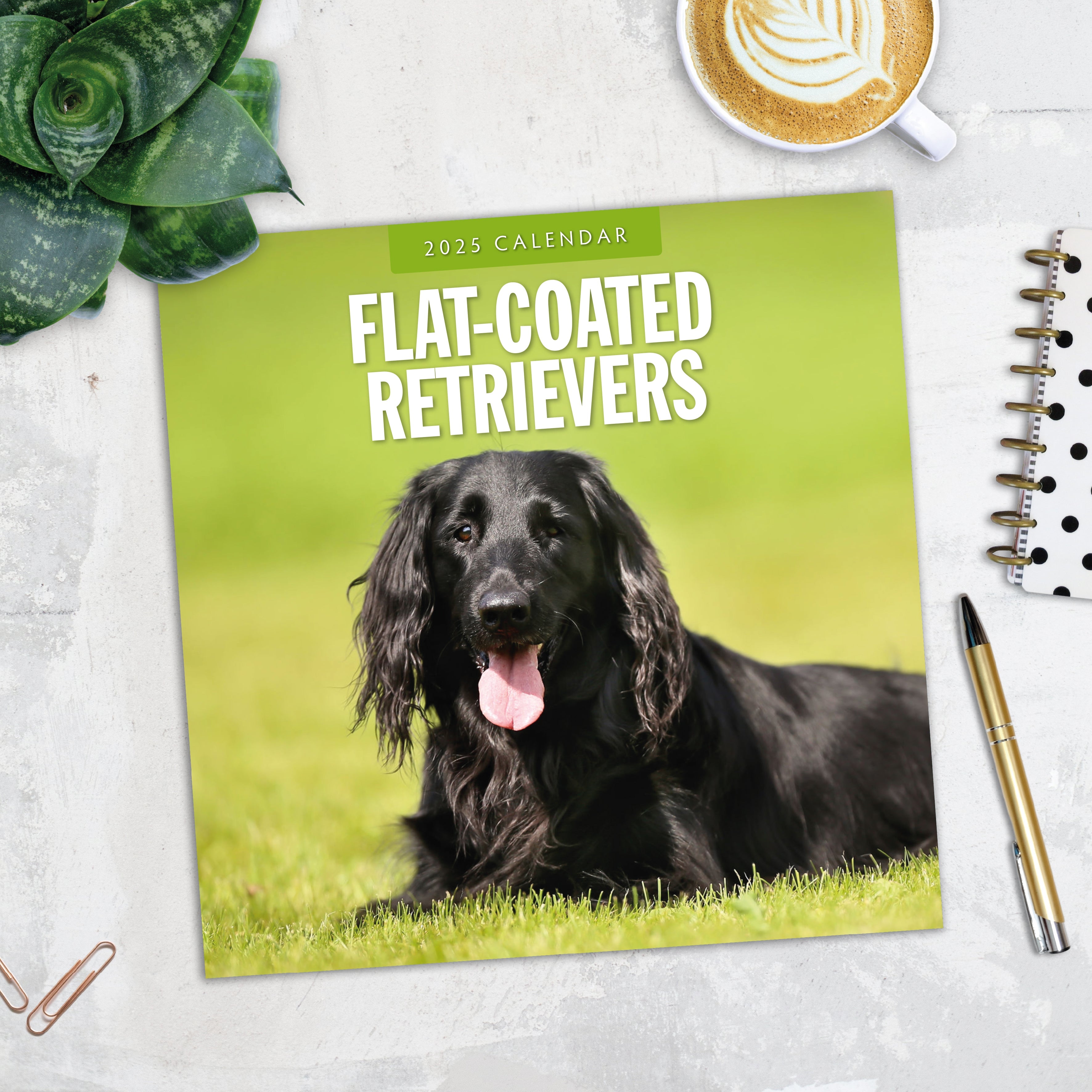 2025 Flat Coated Retrievers - Square Wall Calendar