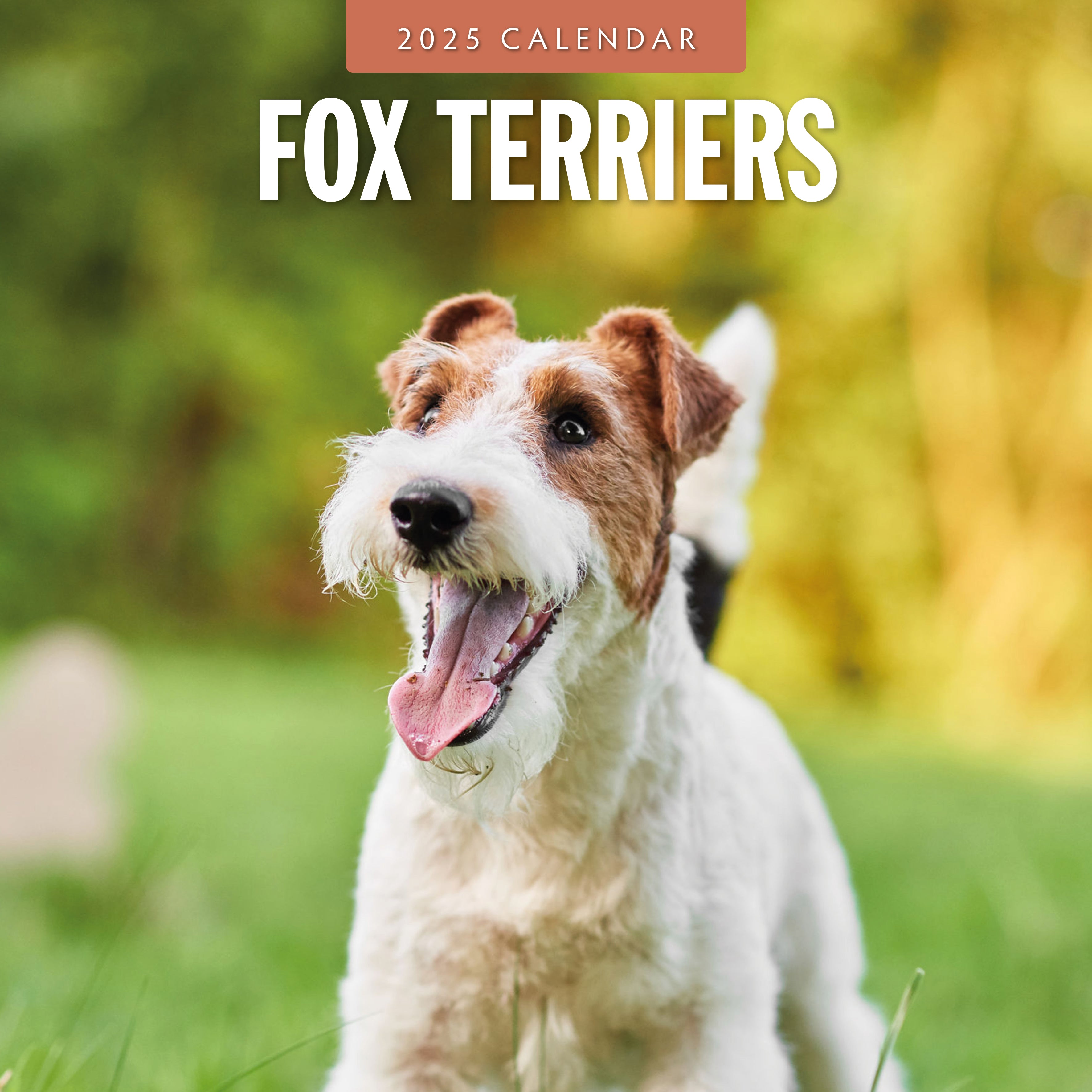 2025 Fox Terriers - Square Wall Calendar