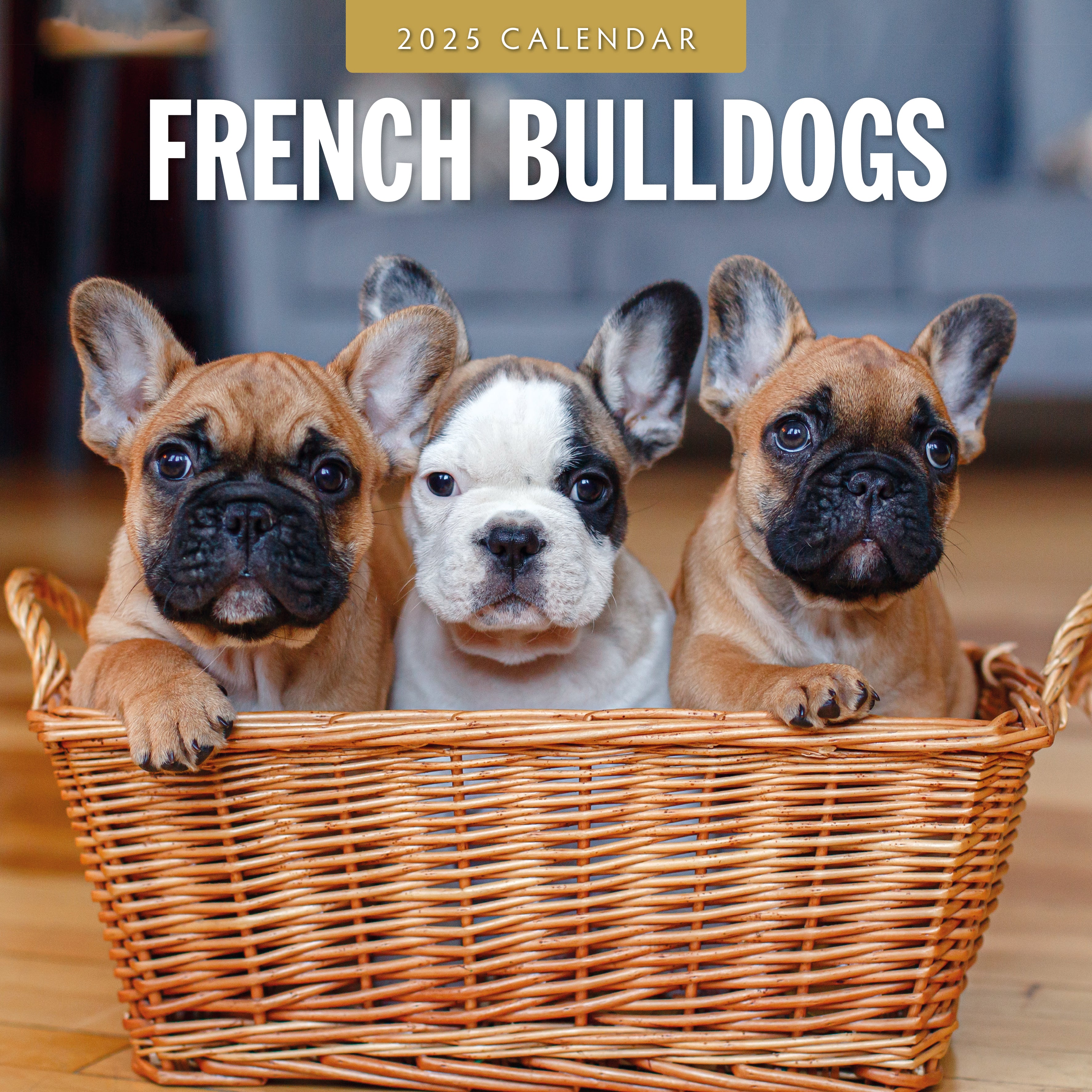 2025 French Bulldogs - Square Wall Calendar