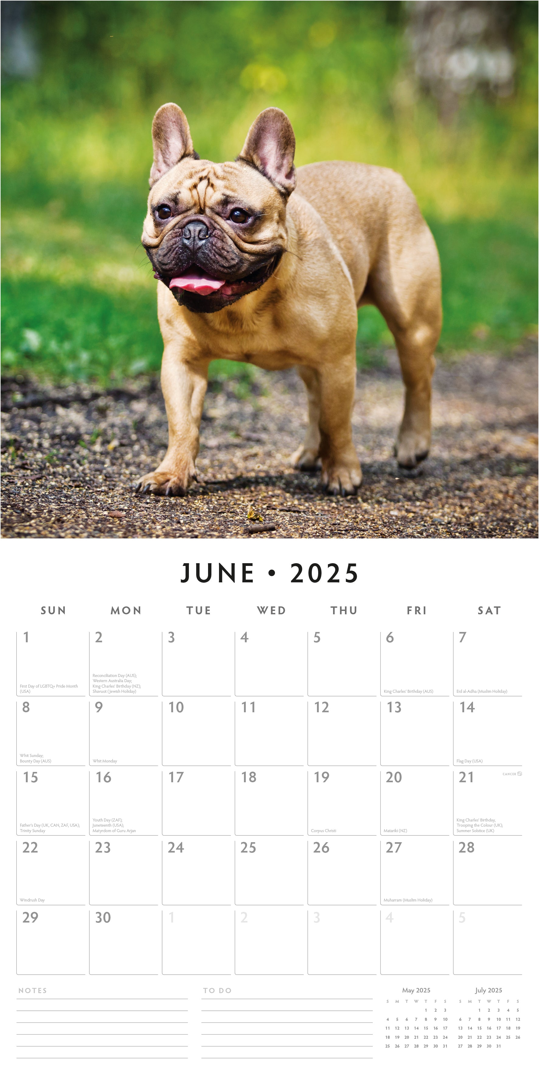 2025 French Bulldogs - Square Wall Calendar