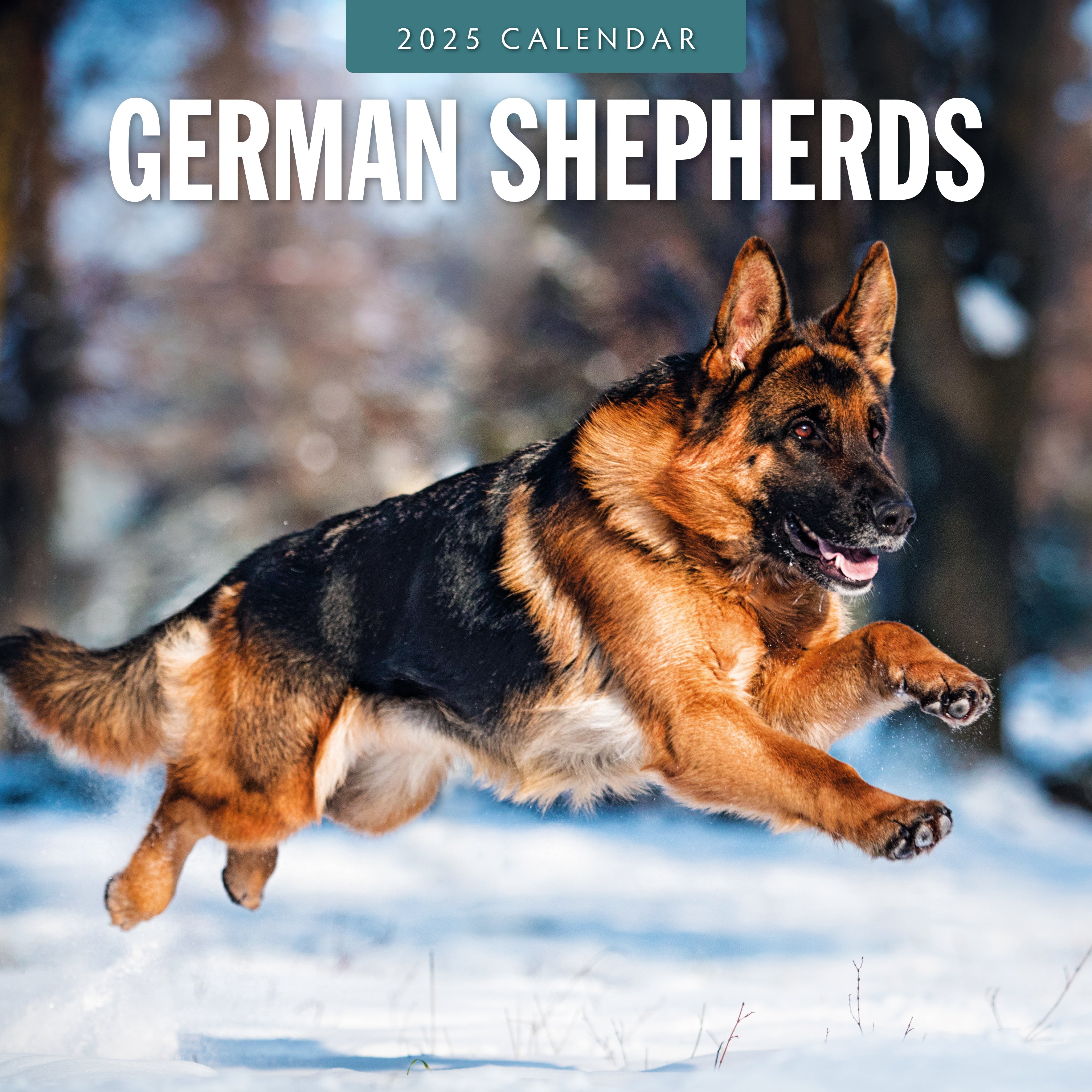 2025 German Shepherds - Square Wall Calendar