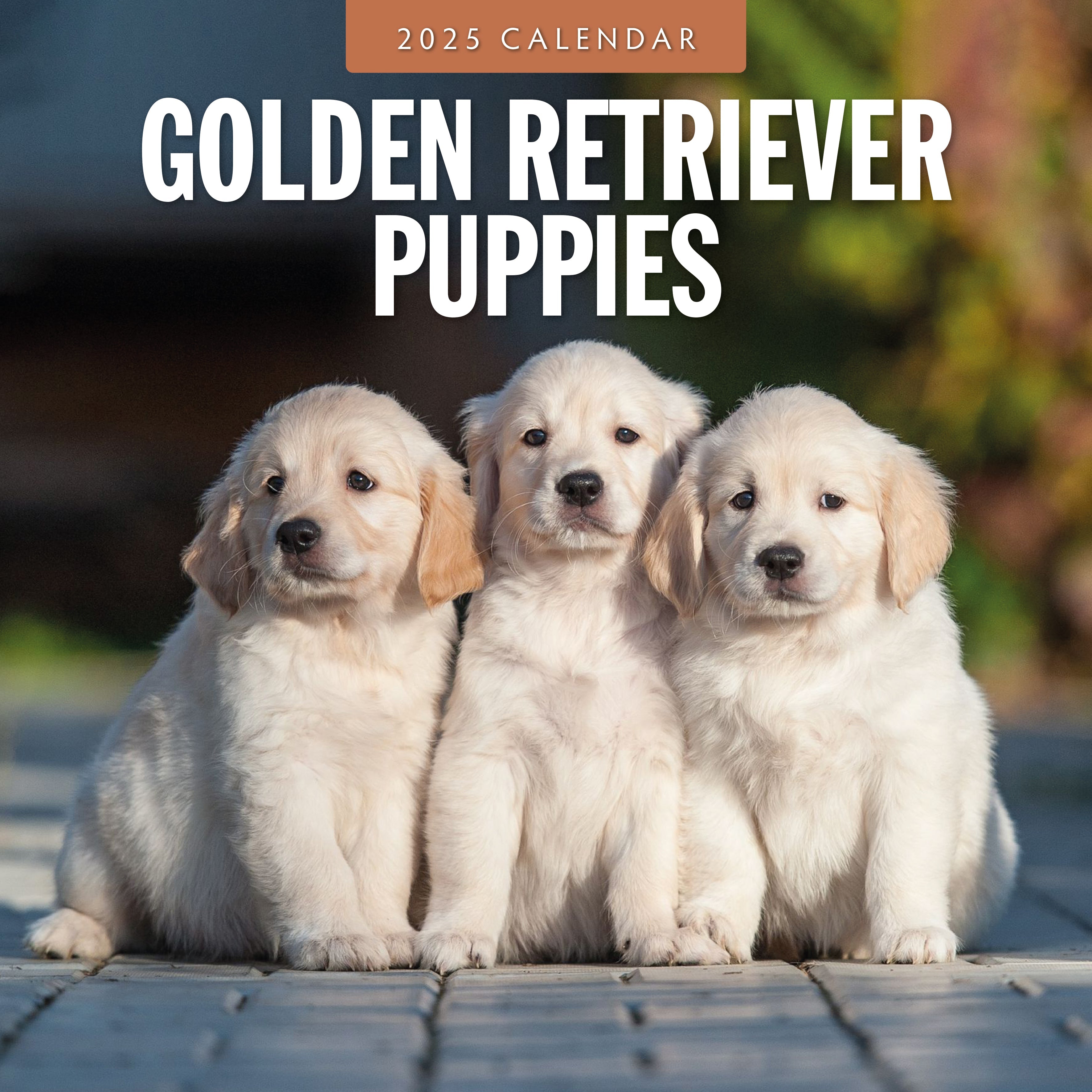 2025 Golden Retriever Puppies - Square Wall Calendar