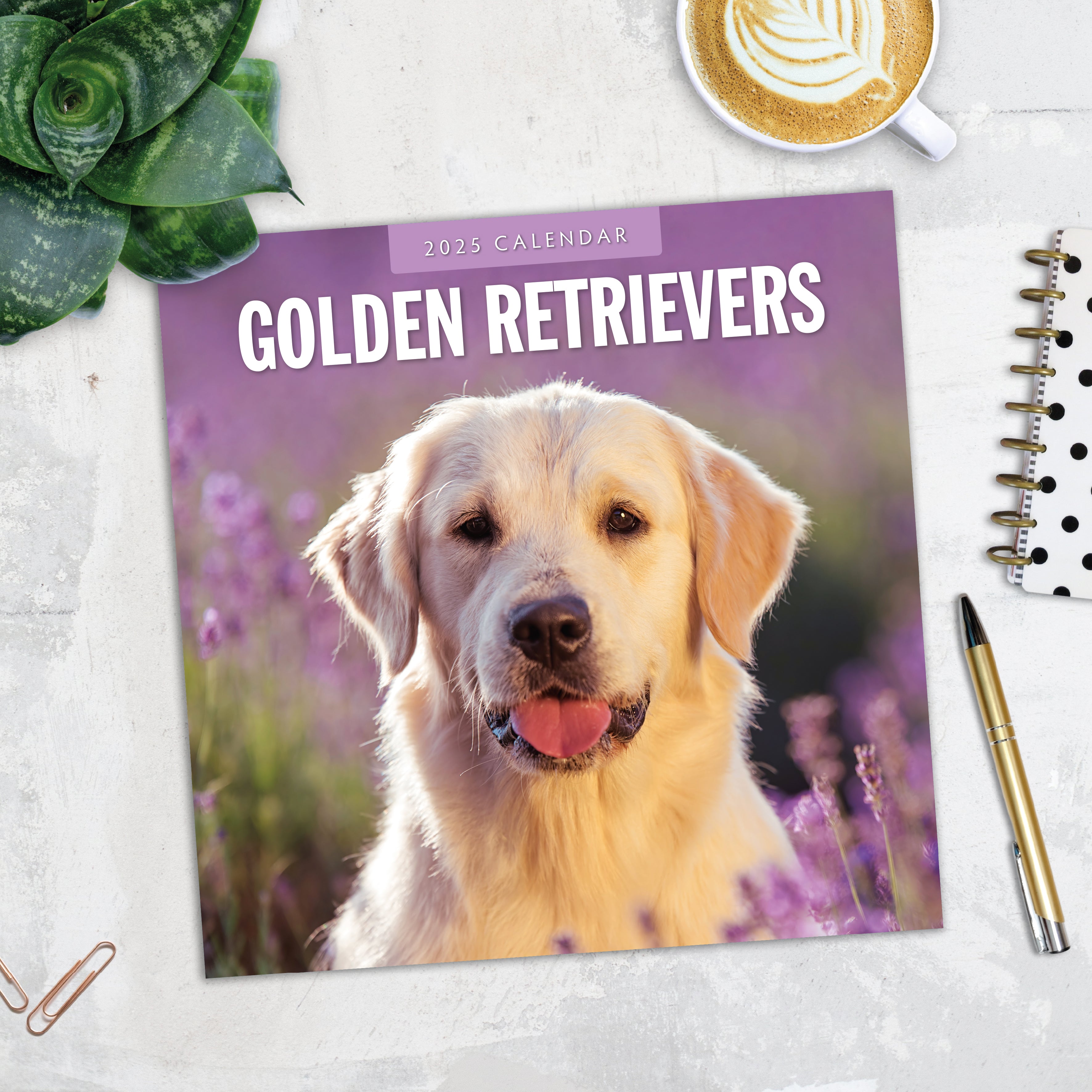 2025 Golden Retrievers - Square Wall Calendar